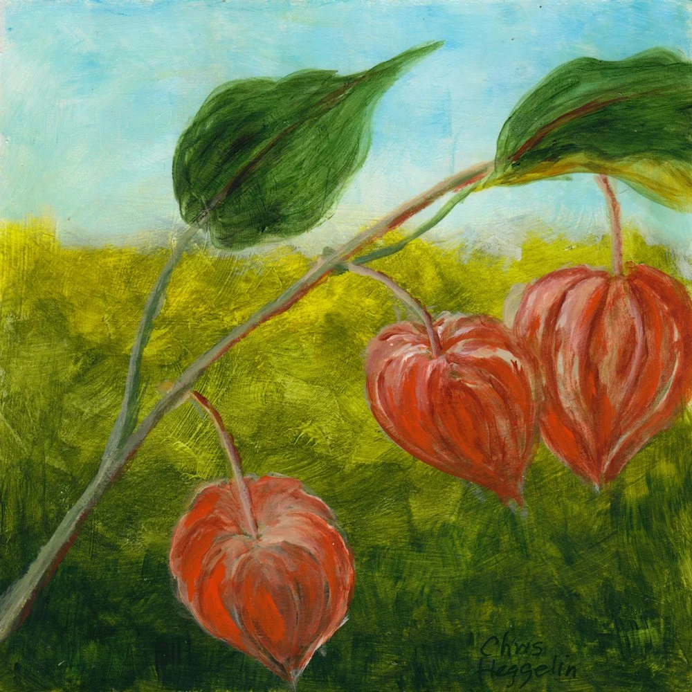 1106. "Plant: Japanese Lantern"	Christine Heggelin