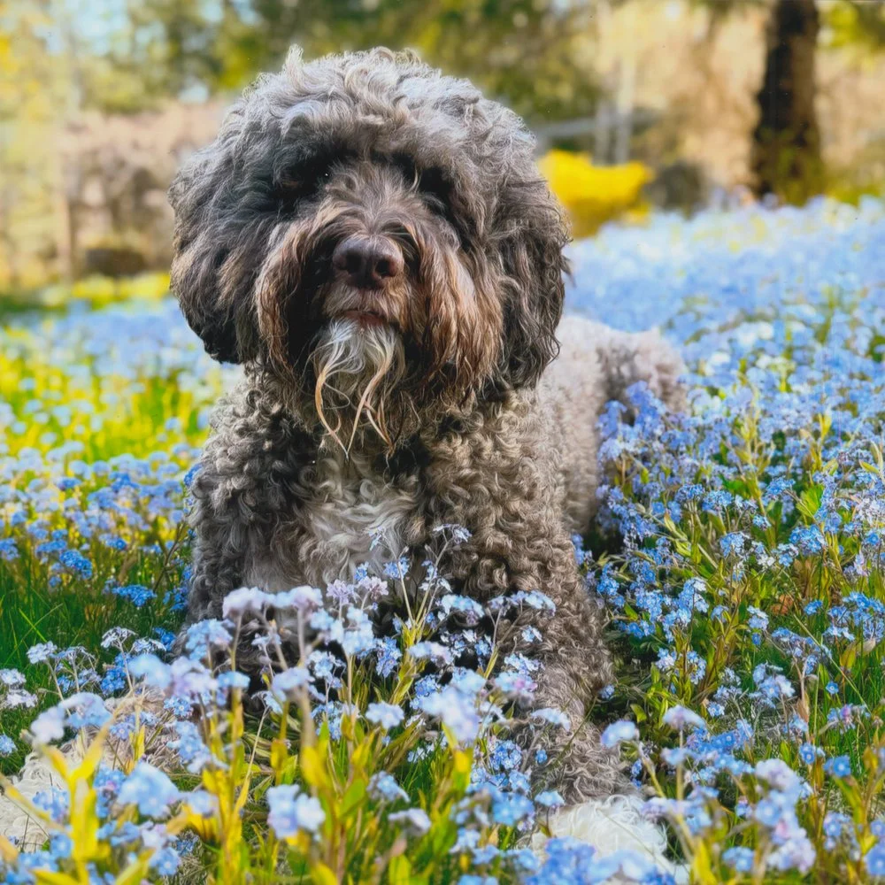 417. "So Grateful, Forget-Me-Not" Anissa Macleod