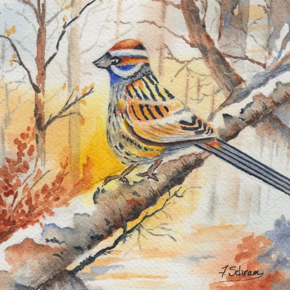 632. "Perched on a Birch" Frances Schram