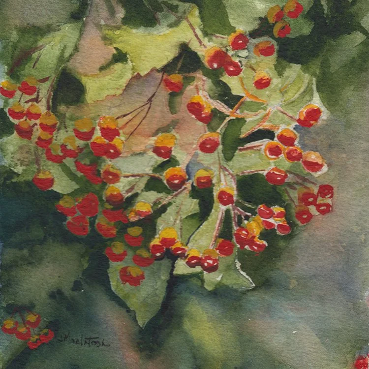 487 - "Red Berries" - Judy MacIntosh