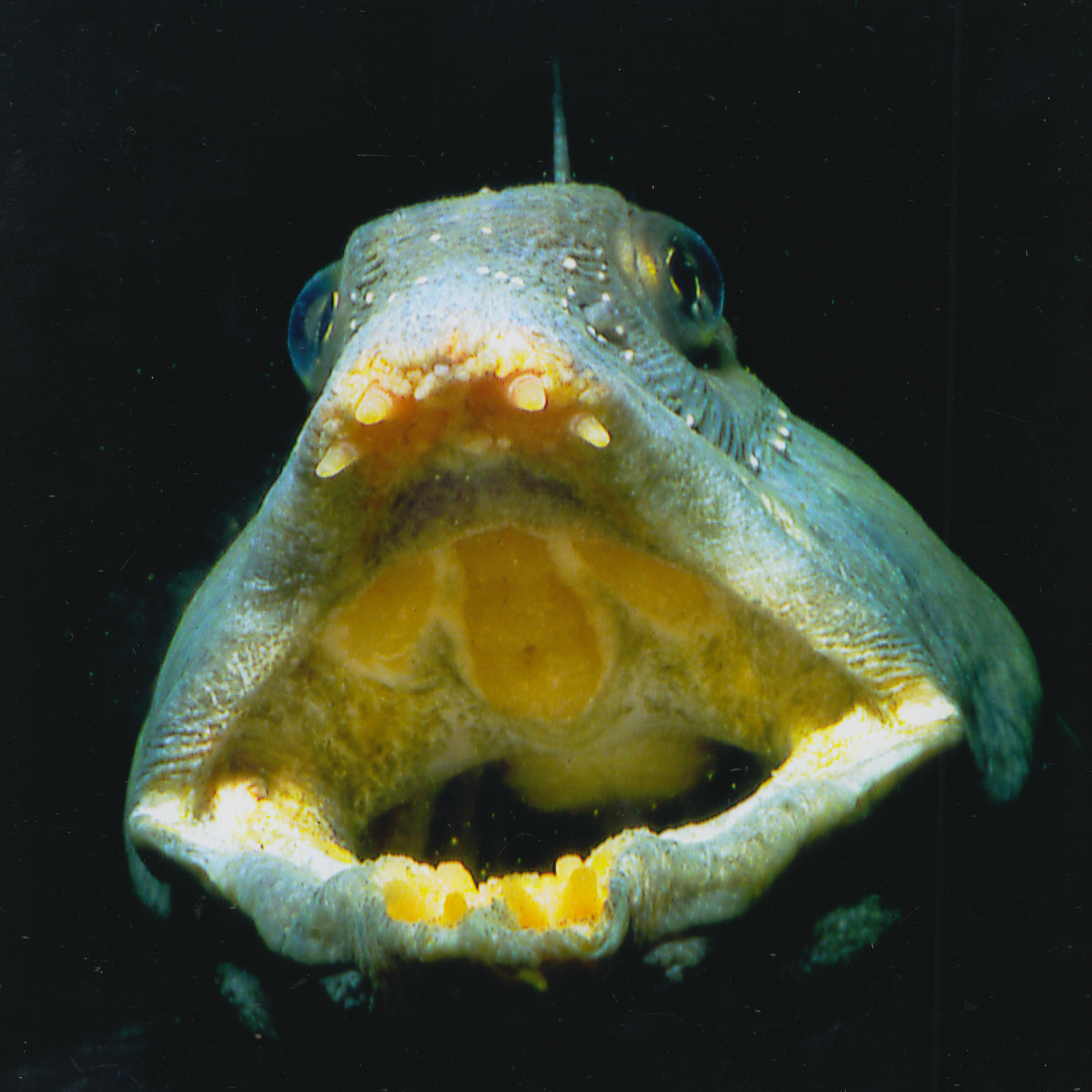 479. "Wolffish Face" Bob Semple