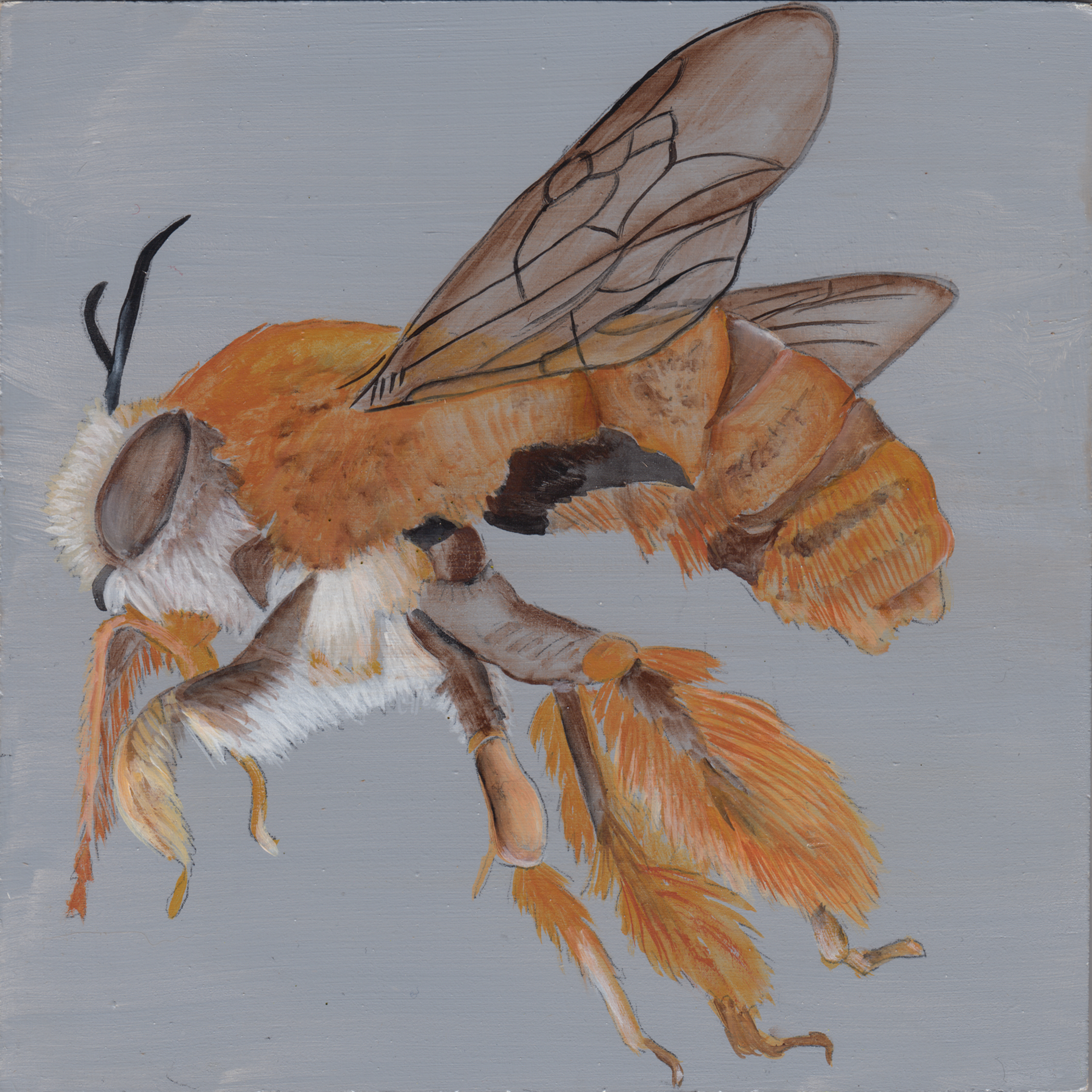 572. "A Sign of Spring Bee Grateful" Iris A. Hardy