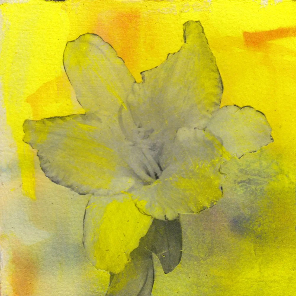 876. "A Daylily - What Joy!" Sheila C. Taylor