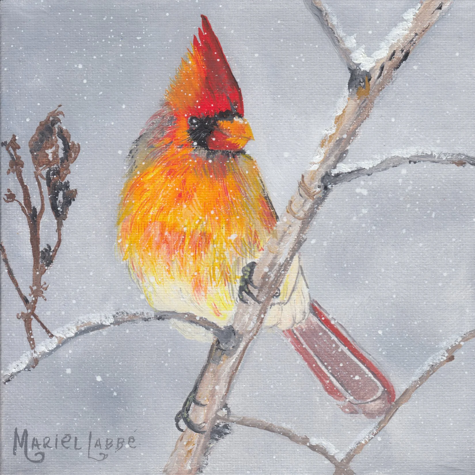 9. "Cardinal (Female)" Marielle Labbé