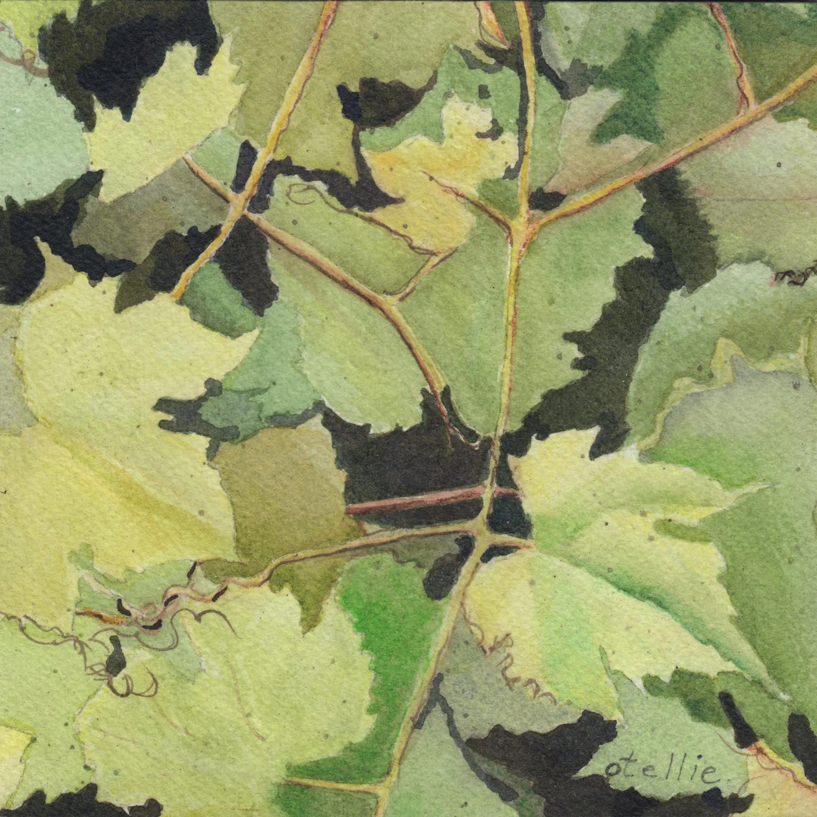 275. "Grape Leaves" Tilly Pacheco