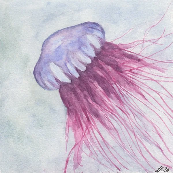 575 - "Nova Scotia Jelly" - Lynda Rankin