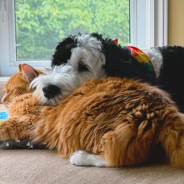 370 - "Kindness is Being a Pillow For Your Best Friend" - Anissa Macleod