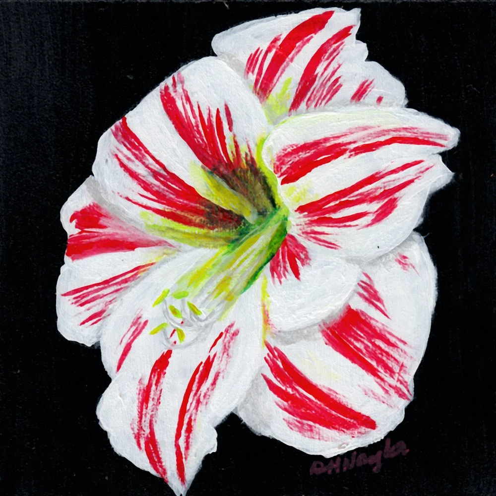 815. "Flower On Black" Debbie Naylor