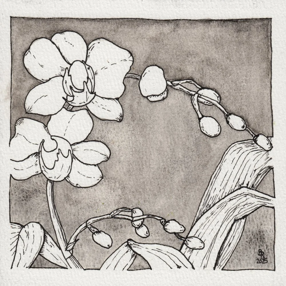 1071. "Don's Orchid"	Bob Richards