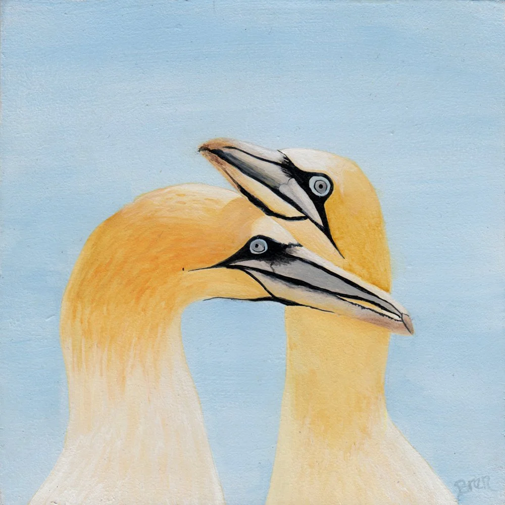 783. "Northern Gannets" Brenda Parker
