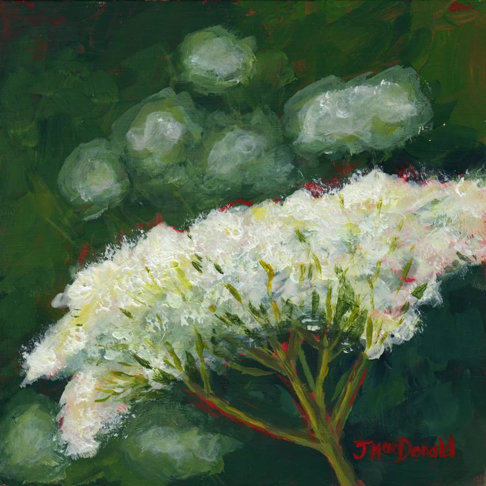 752. "Queen Anne's Lace" Joanne Macdonald