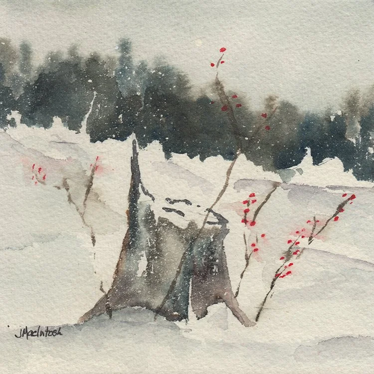 498 - "Snowy Stump" - Judy MacIntosh