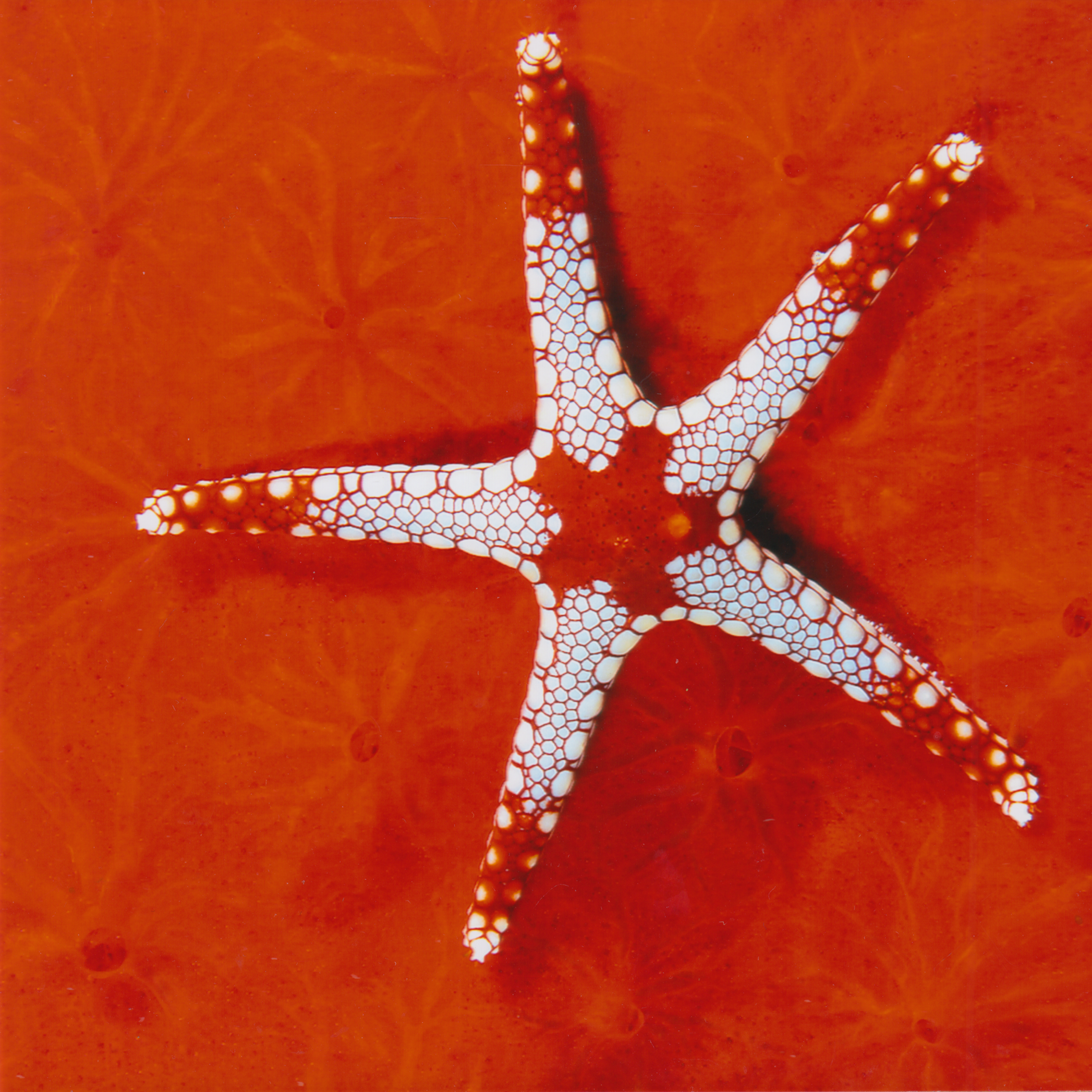 477. "Seastar and Red Sponge" Bob Semple