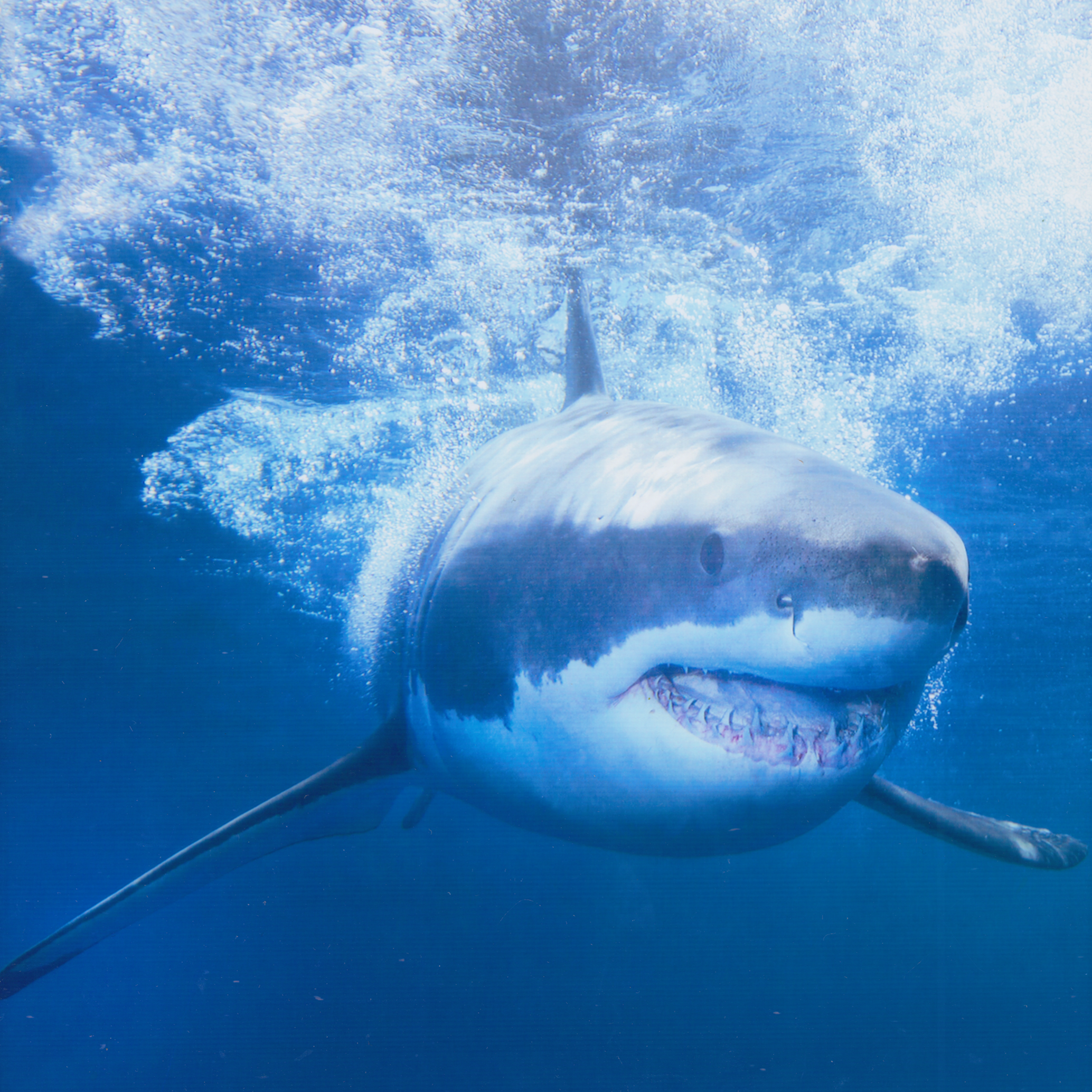 478. "Great White Shark" Bob Semple