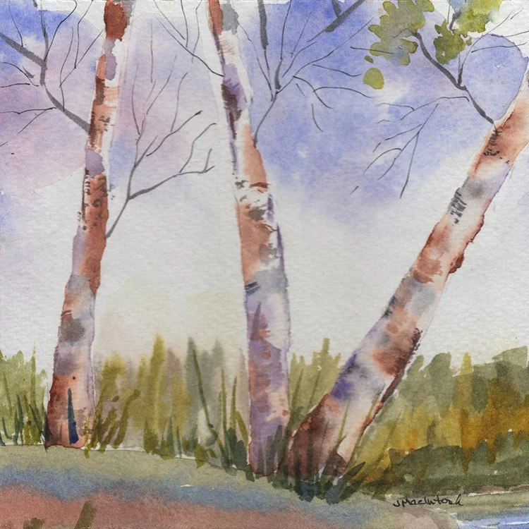 490 - "Three Birches" - Judy MacIntosh