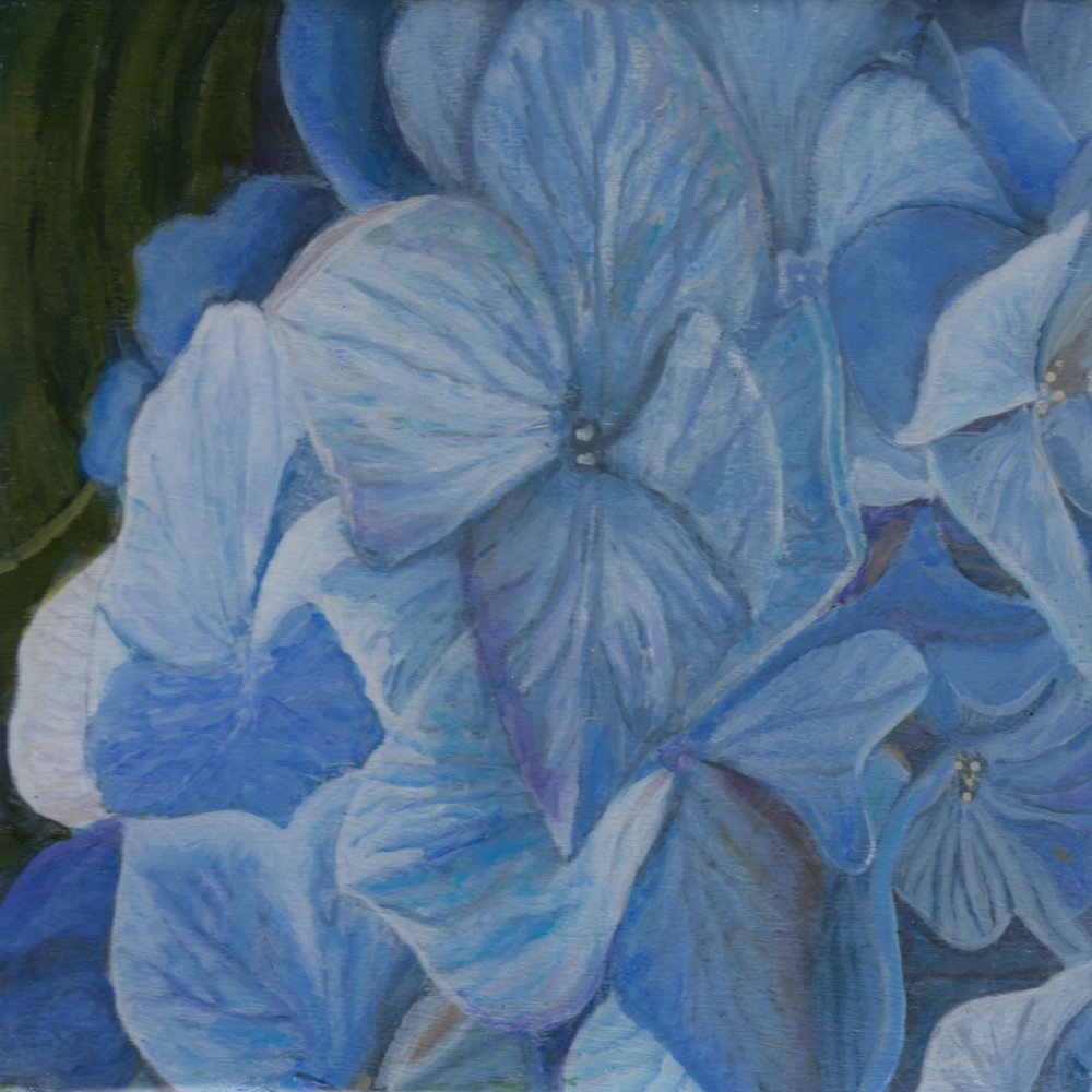 1201. "The Blue Hydrangea Flower, Symbol of Gratitude"  Mary Deacon