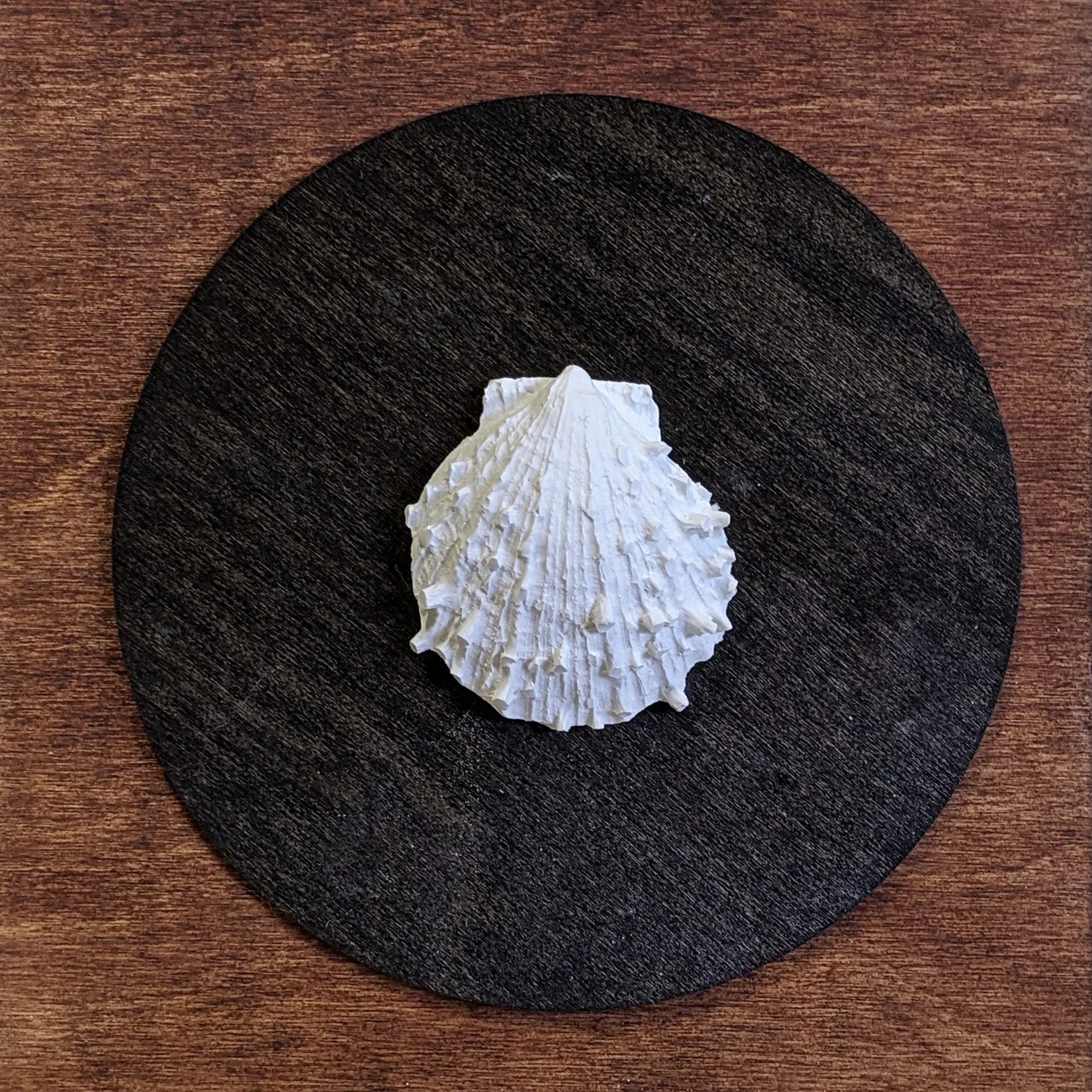 44. "Seashell #1" Lynn McDonald