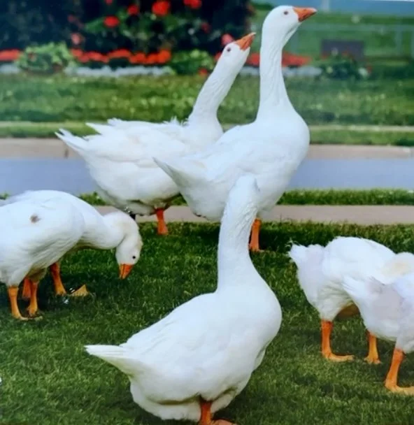 0861 White.PNG