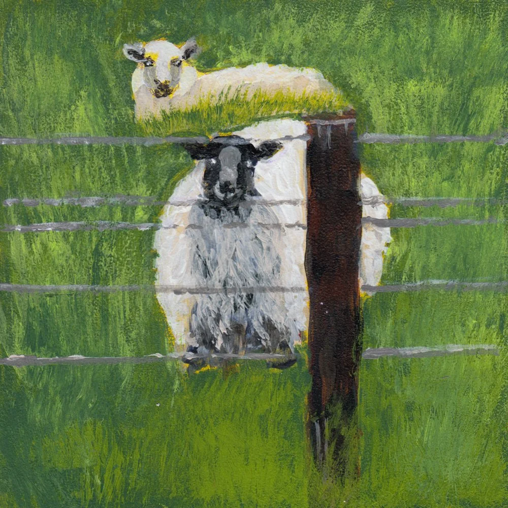 741. "Inquisitive Sheep" Barbara Wornell