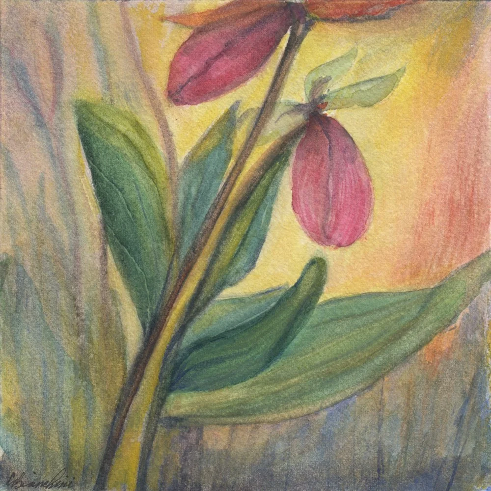 1164. "Lady Slippers in the Woods" Carla Bianchini