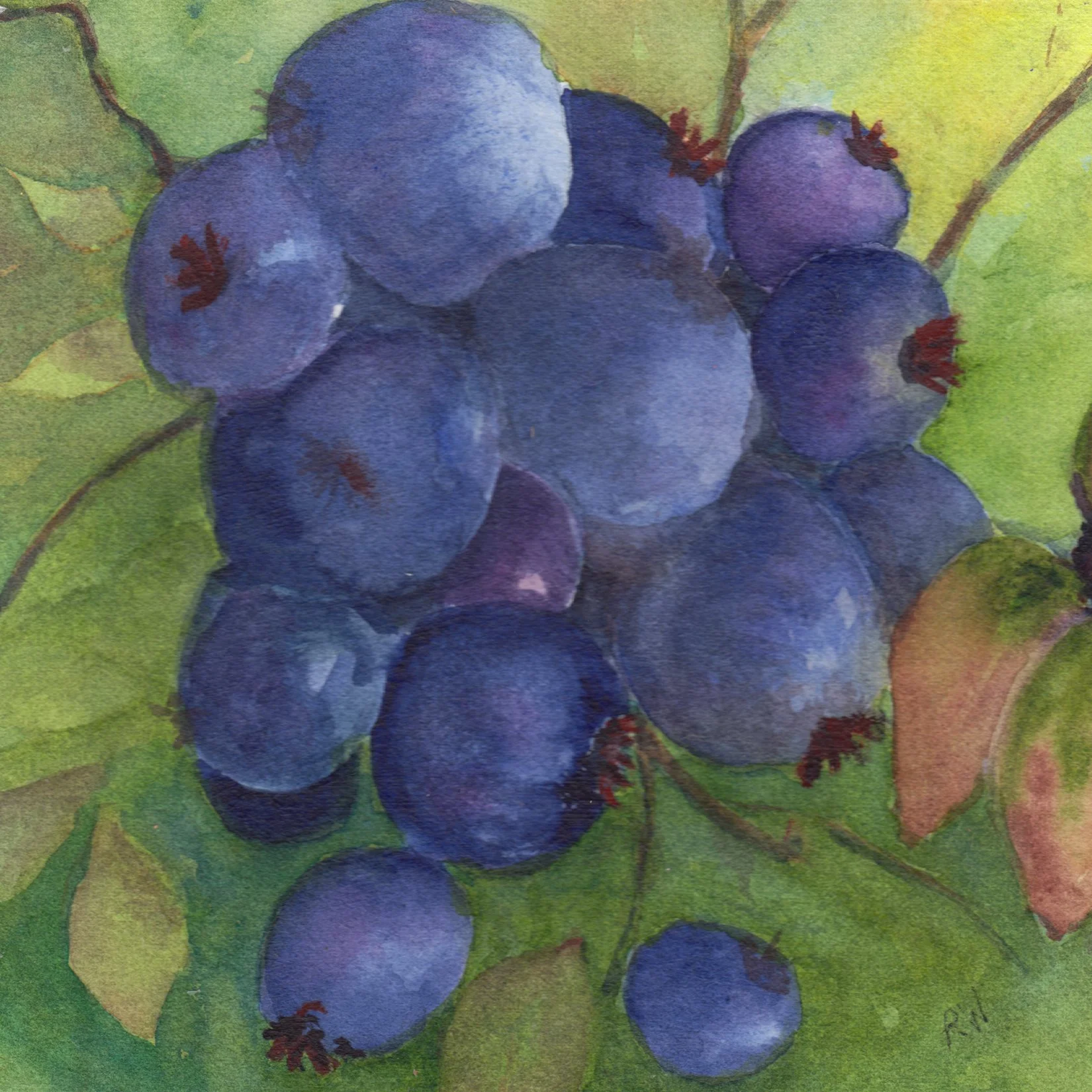18. "Yummy Blueberries" Rena Waters