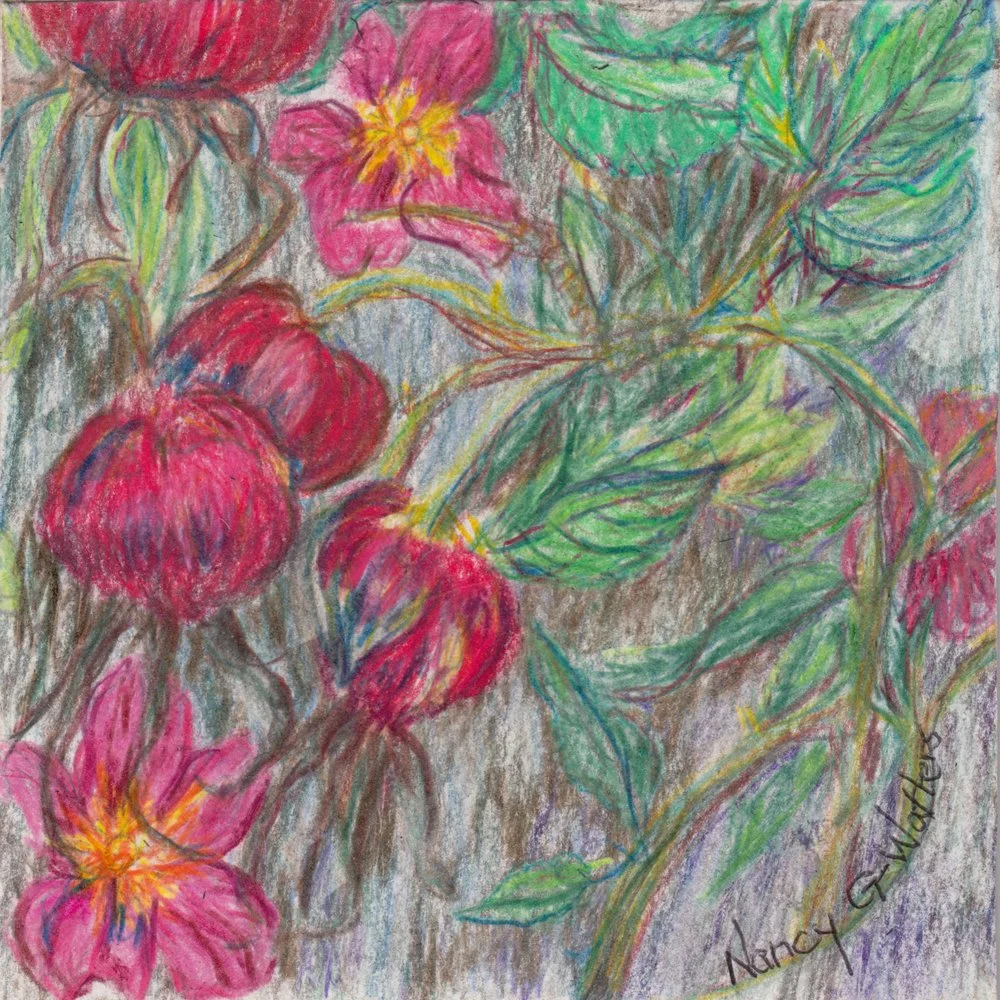 506. "Rosehips" Nancy G.Watters