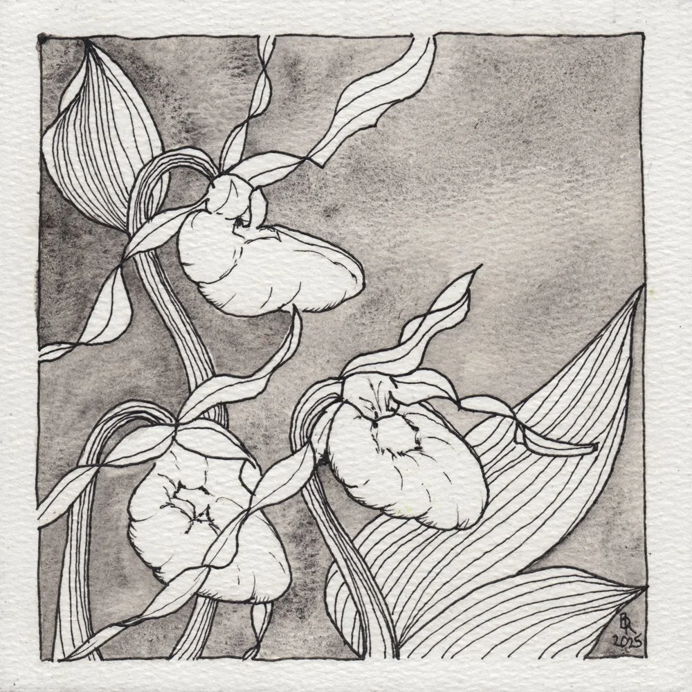 1073. "Trio of Lady Slippers"	Bob Richards