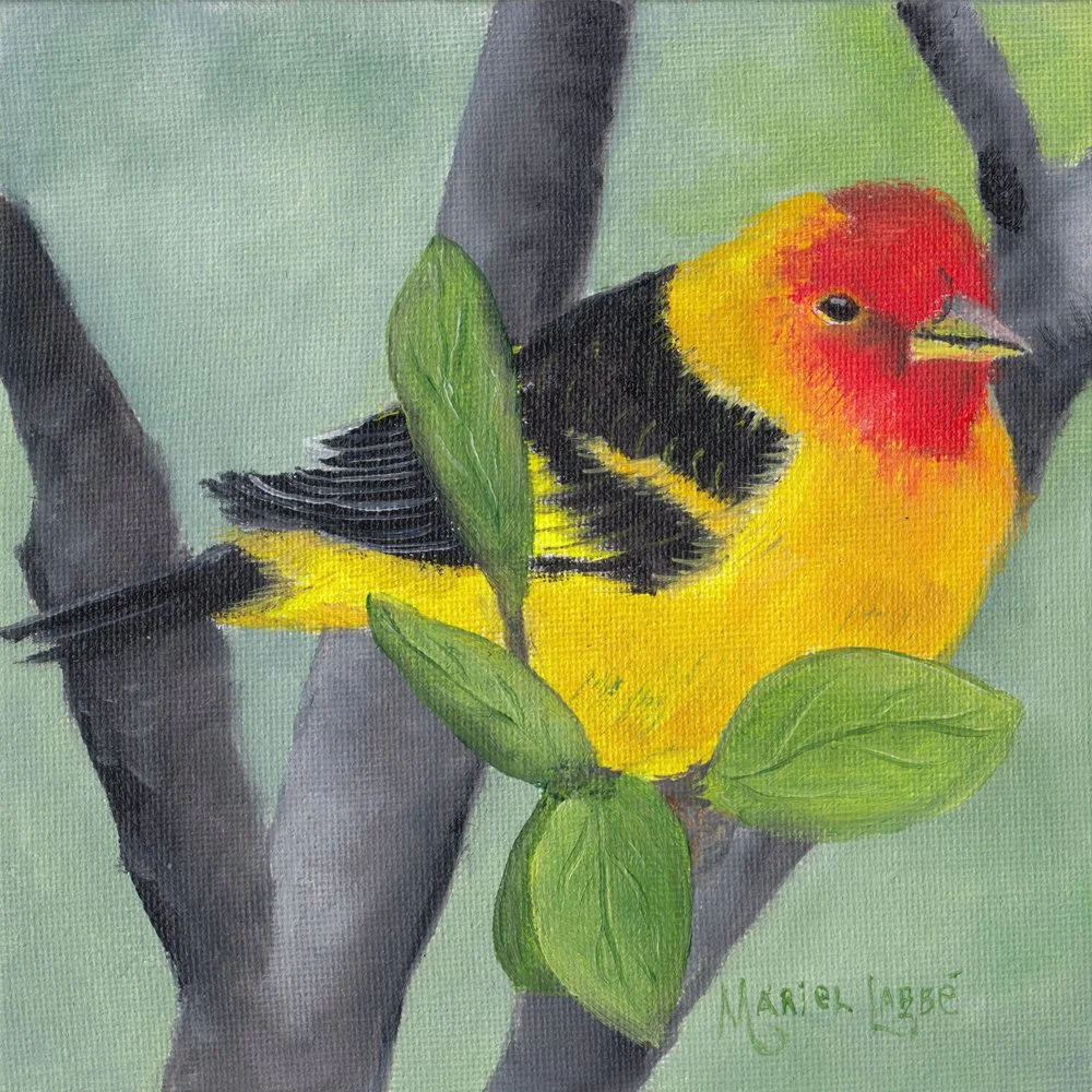 75. "Tangara à Tête Rouge (Male)" Marielle Labbé