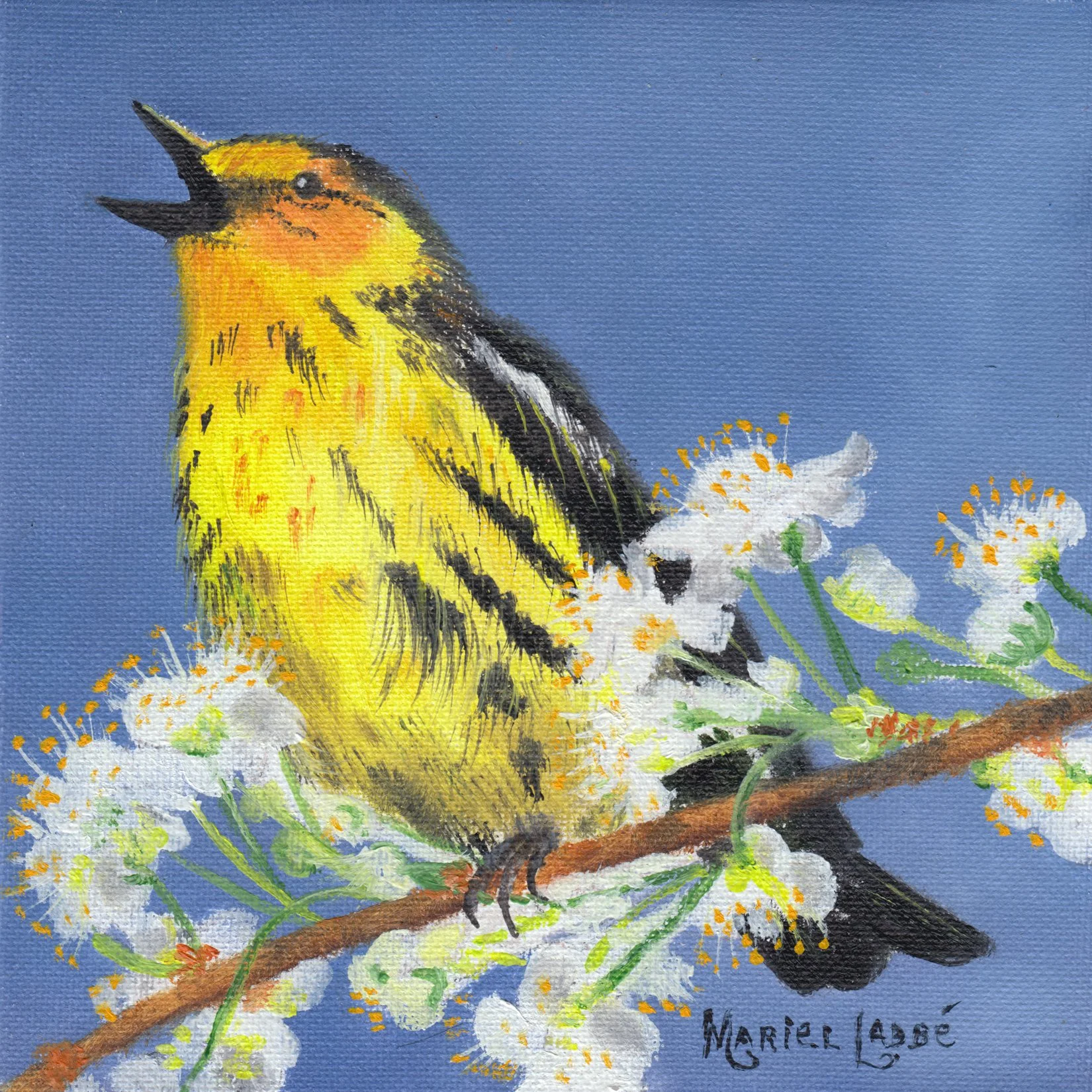 5. "Paruline à Couronne Rousse" Marielle Labbé
