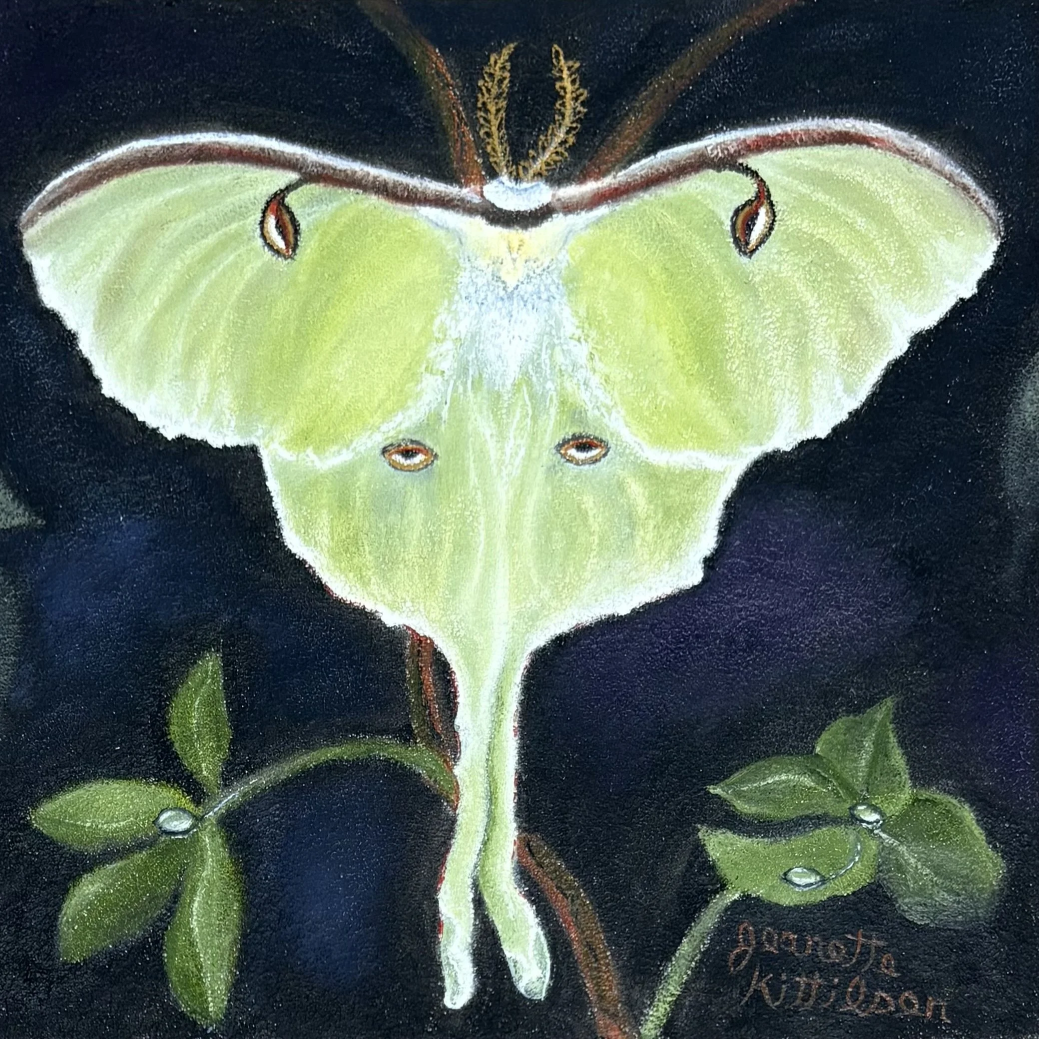 59 - "Luna Moth: The Fragile Beauty of Life" - Jeanette Kittilsen