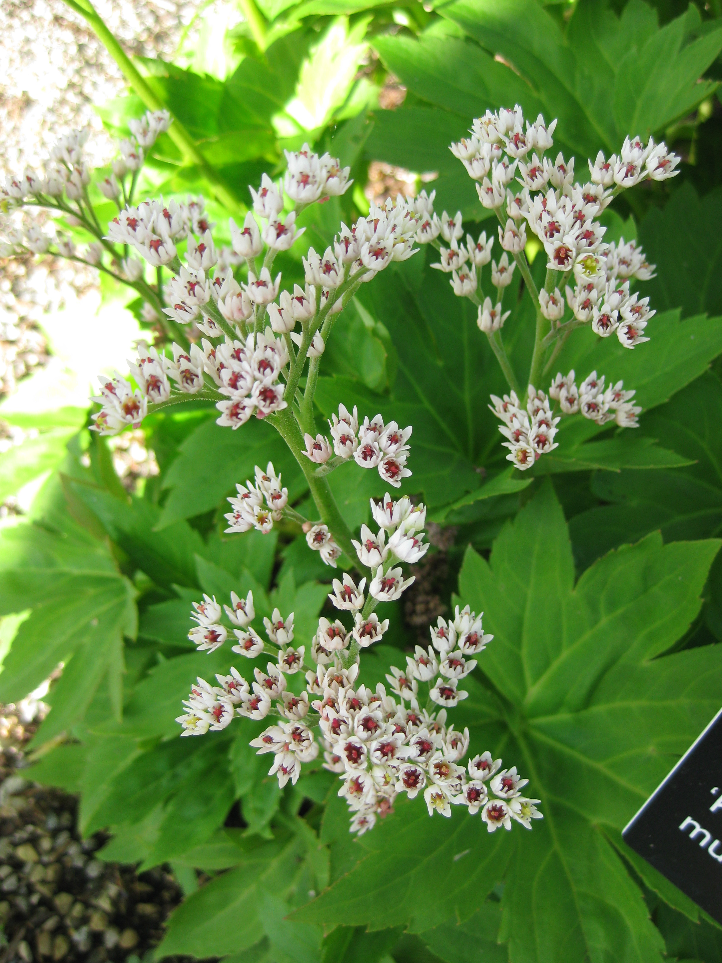 Mukdenia (Aceriphyllum) 'Karasuba' RBG.jpg