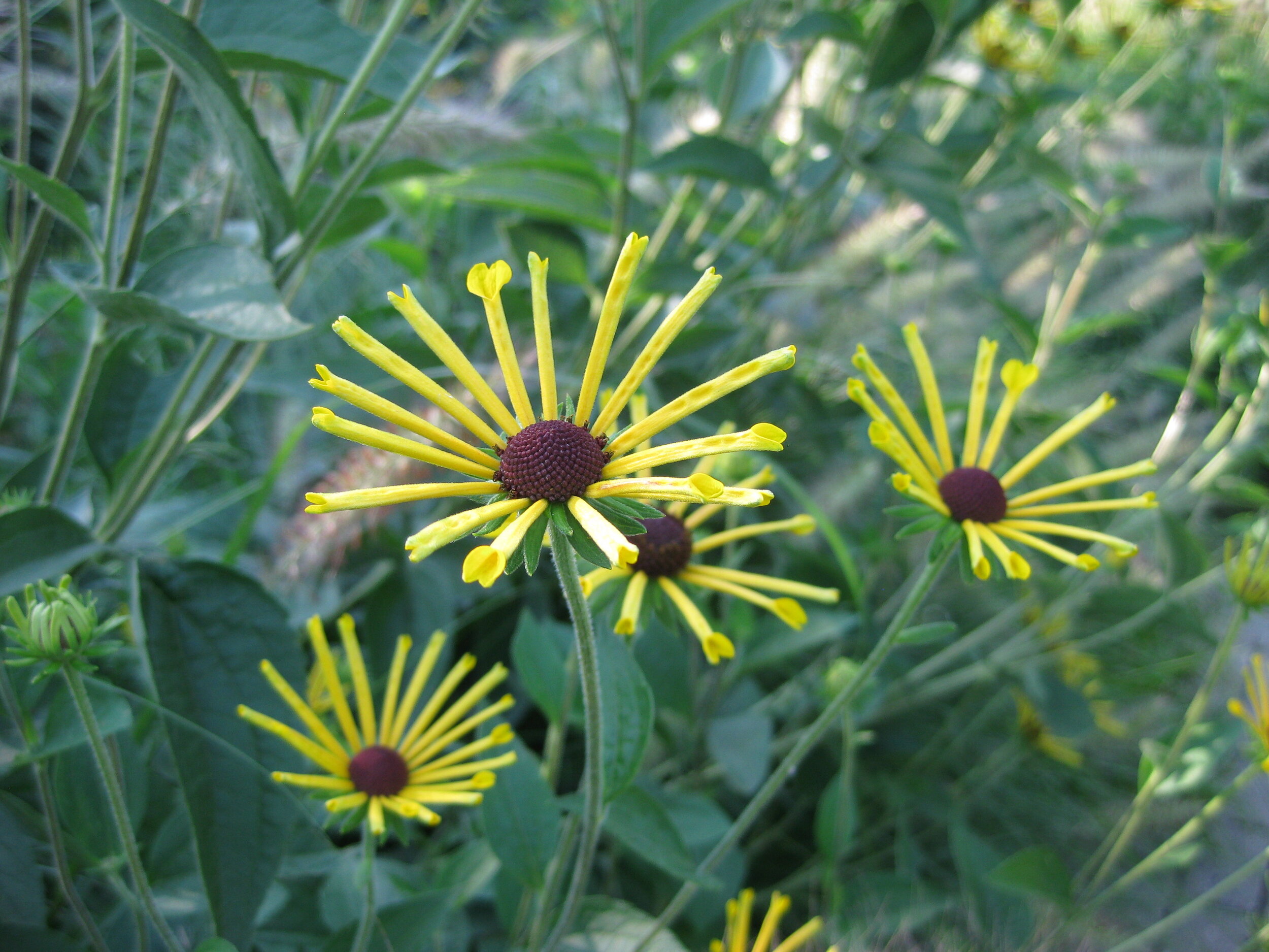 Rudbeckia submentosa 'Henry Eilers' (Olbrich).jpg