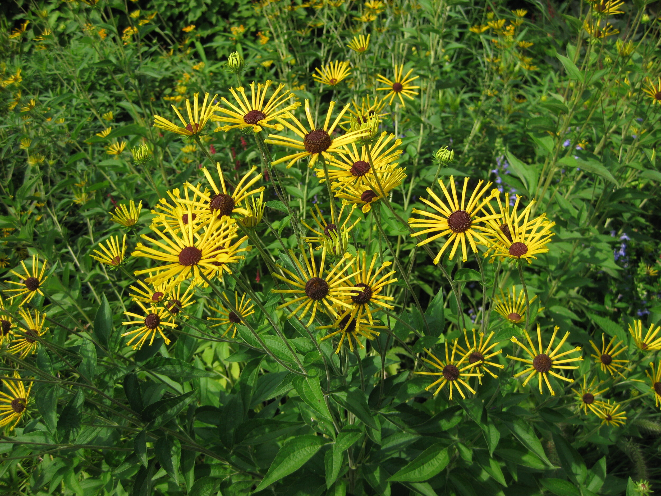 Rudbeckia LITTLE HENRY EILERS Yellow Sweet Coneflower Plant Perennial