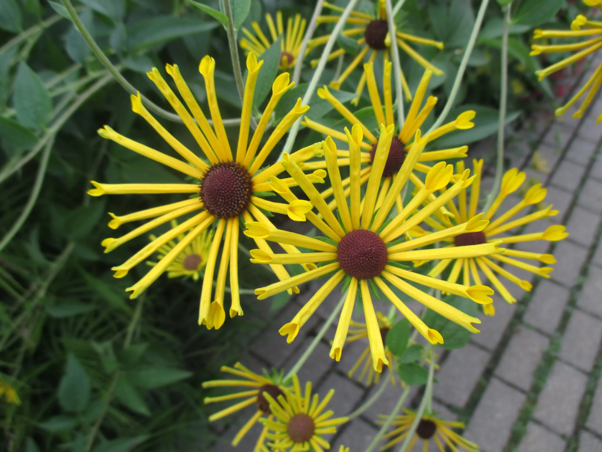 Rudbeckia subtomentosa 'Henry Eilers' at OBG (2015).JPG