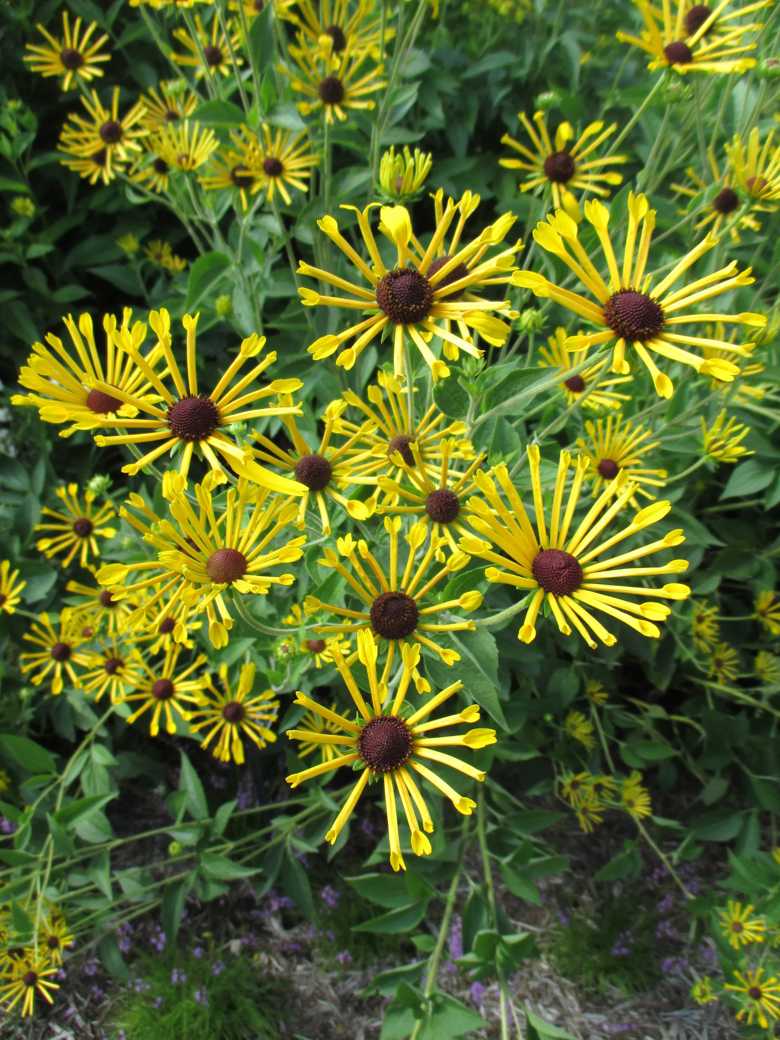 Rudbeckia subtomentosa 'Little Henry' MSU 2015.jpg.JPG