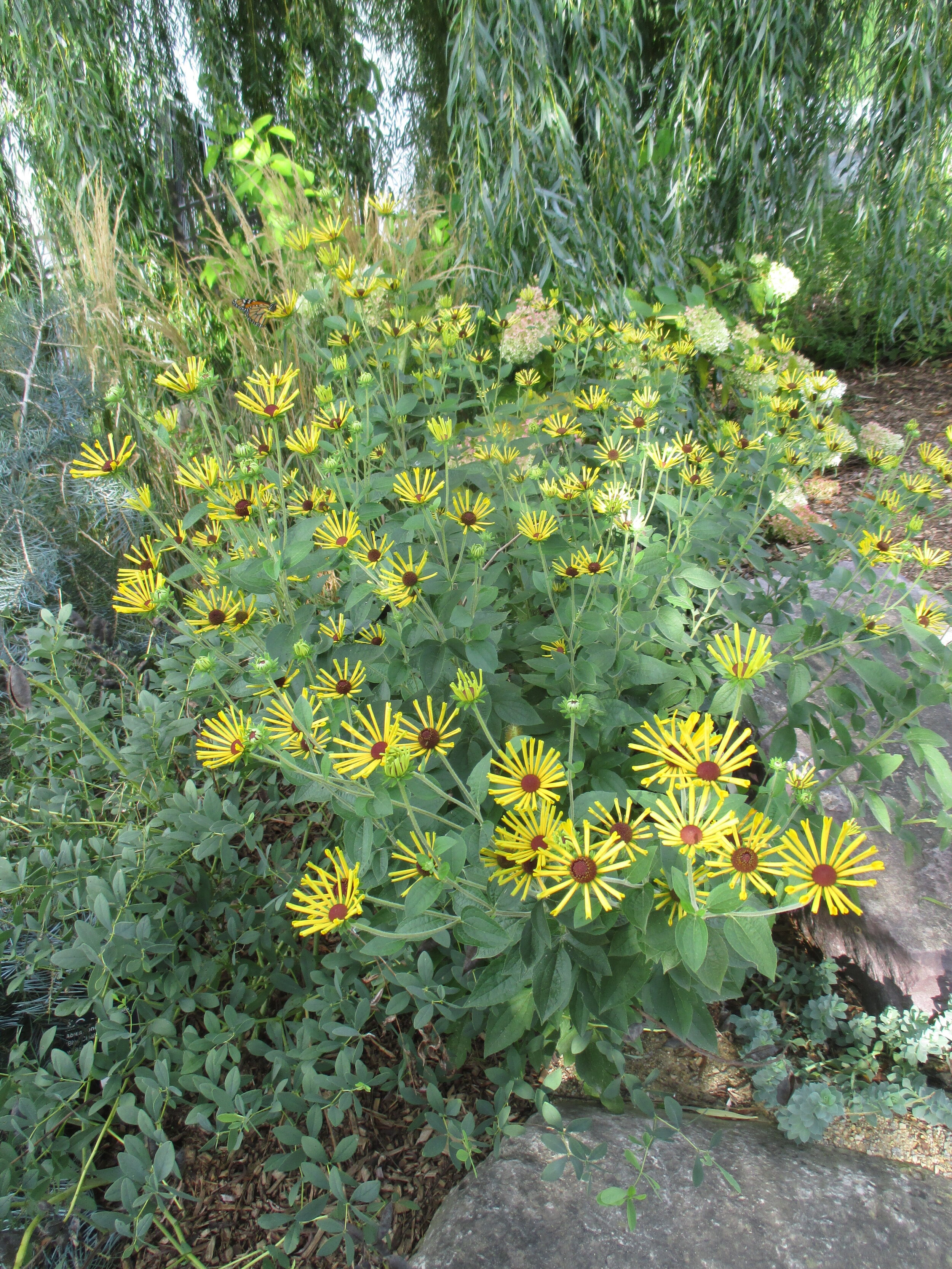 Rudbeckia subtomentosa 'Little Henry' b RBG 2016 (1).JPG