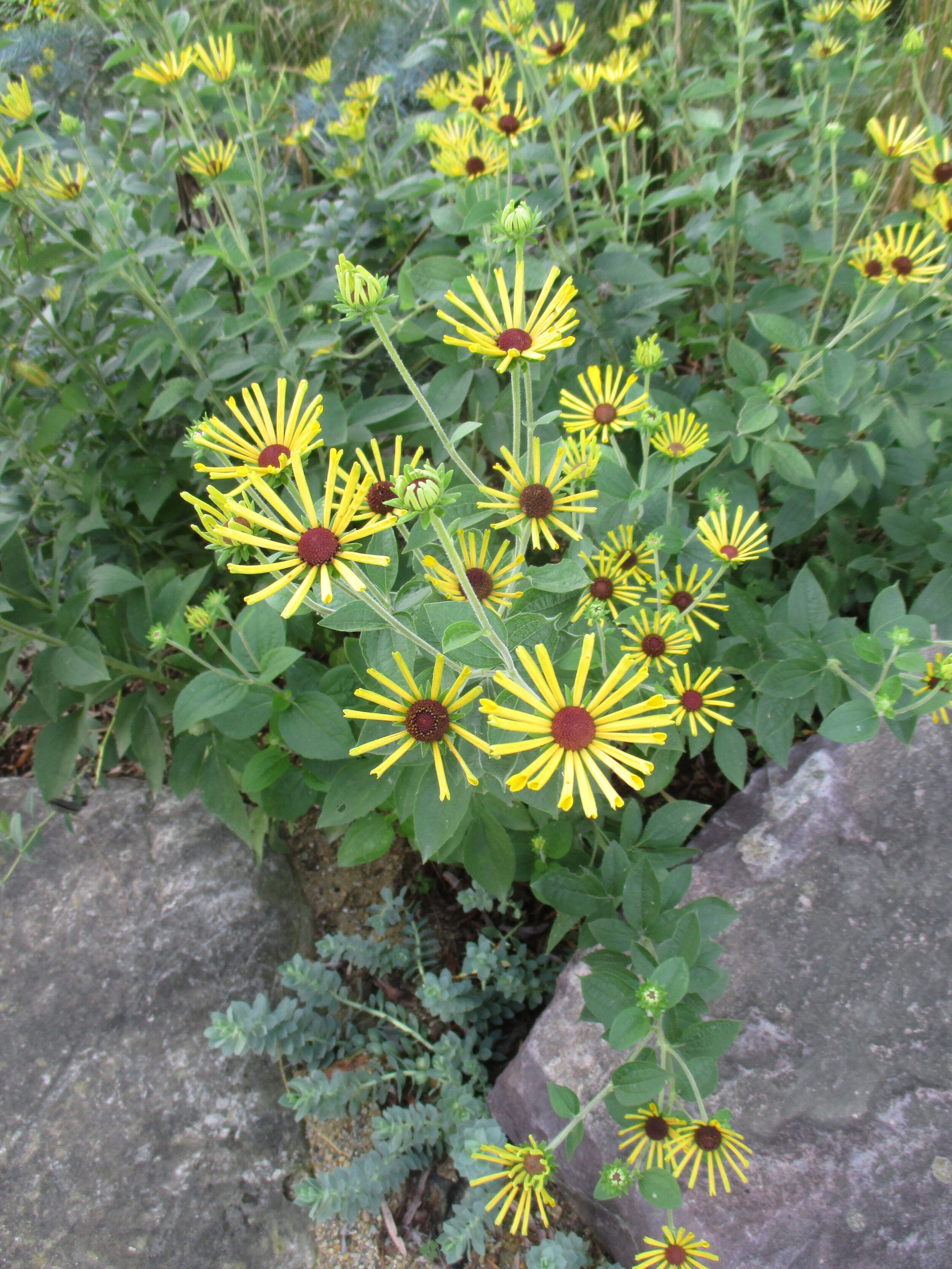 Rudbeckia subtomentosa 'Little Henry' RBG 2016.jpg (2).JPG