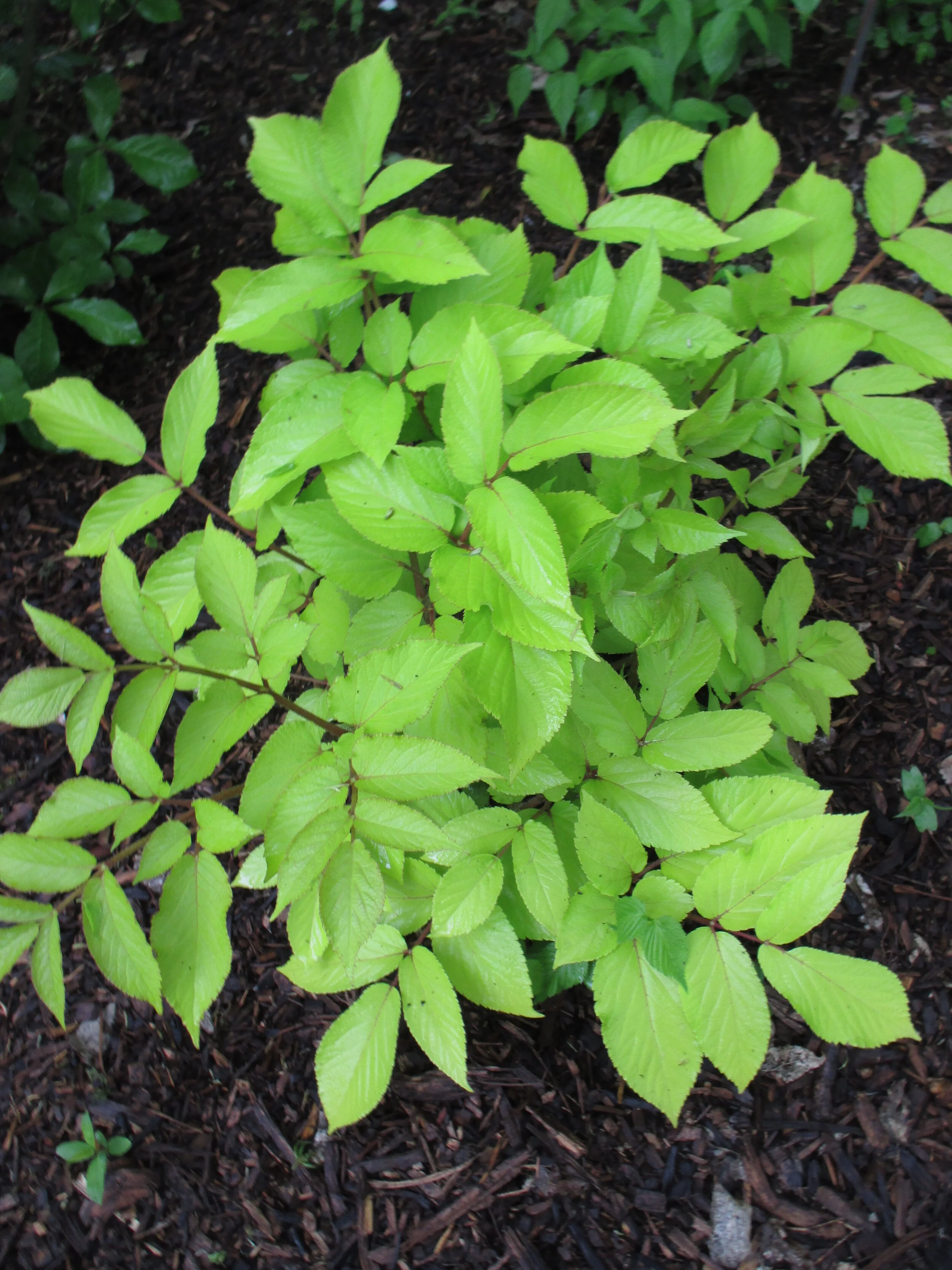 Aralia cordata 'Sun King' RBG 2015b.jpg.JPG