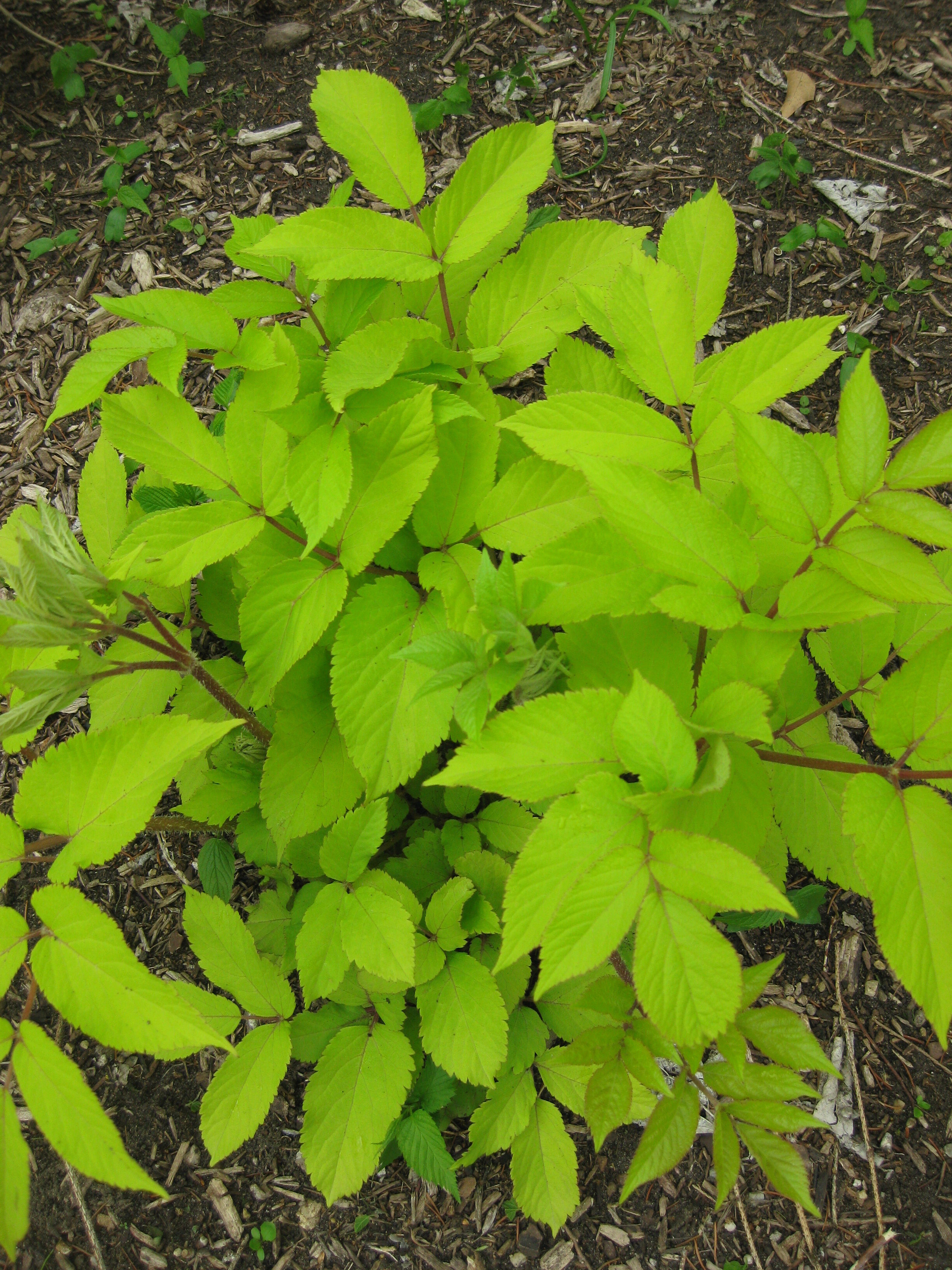 Aralia cordata 'Sun King' in May (2014).jpg.JPG