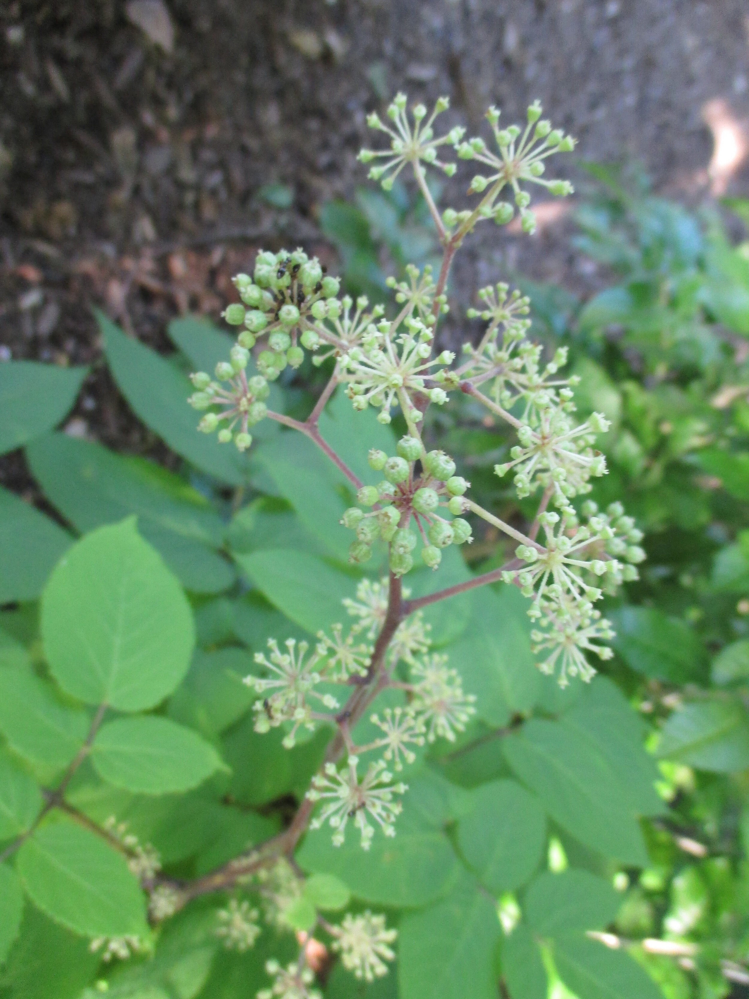 Aralia cordata 'Sun King' blooms (2014).jpg.JPG