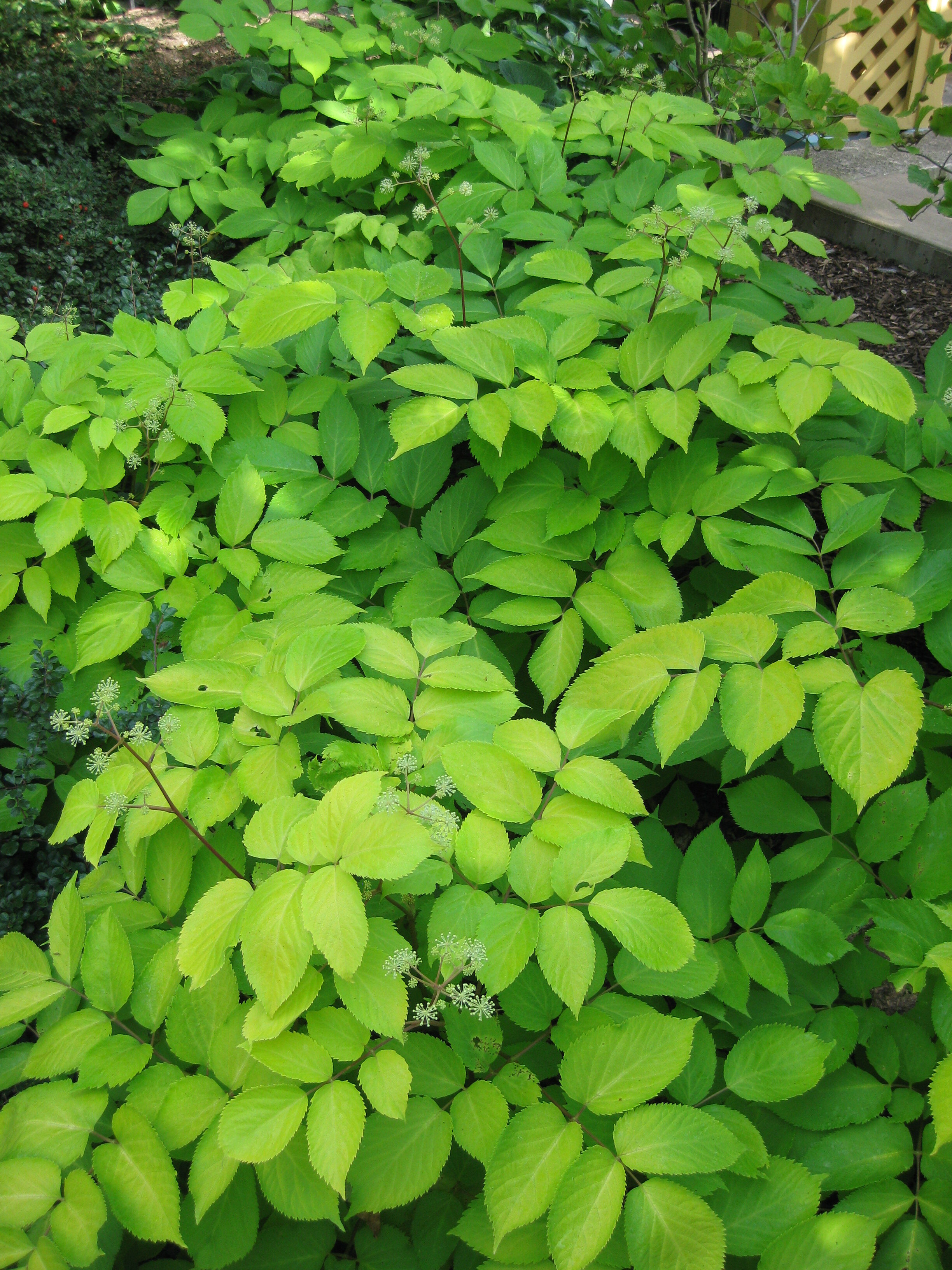 Aralia cordata 'Sun King' (Morton).jpg.jpg