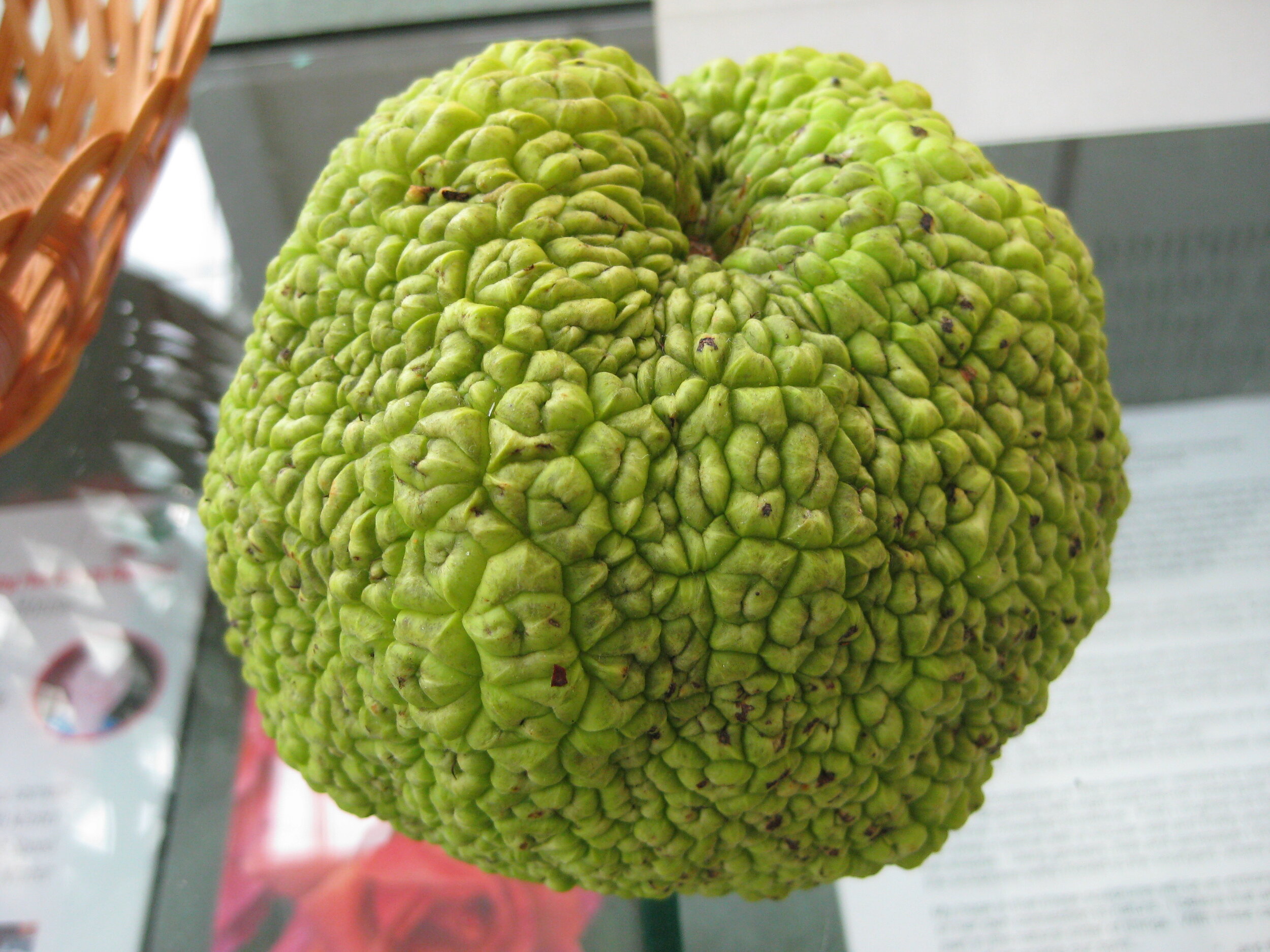 Maclura pomifera fruit 2010.jpg