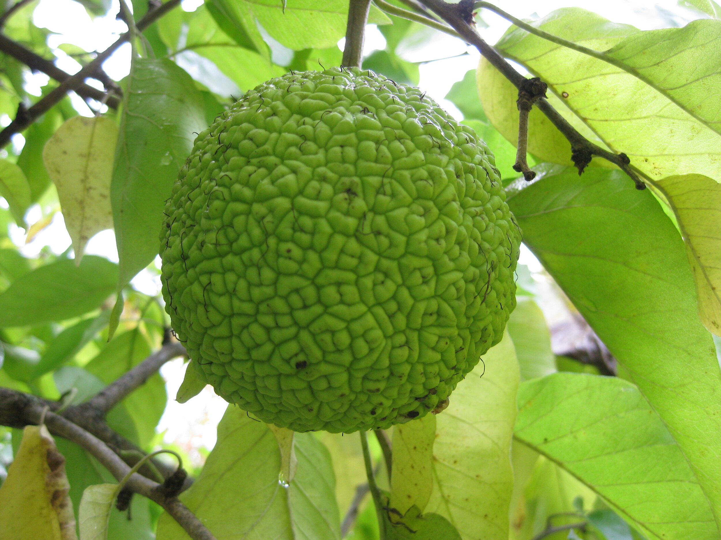 Maclura pomifera (1).jpg