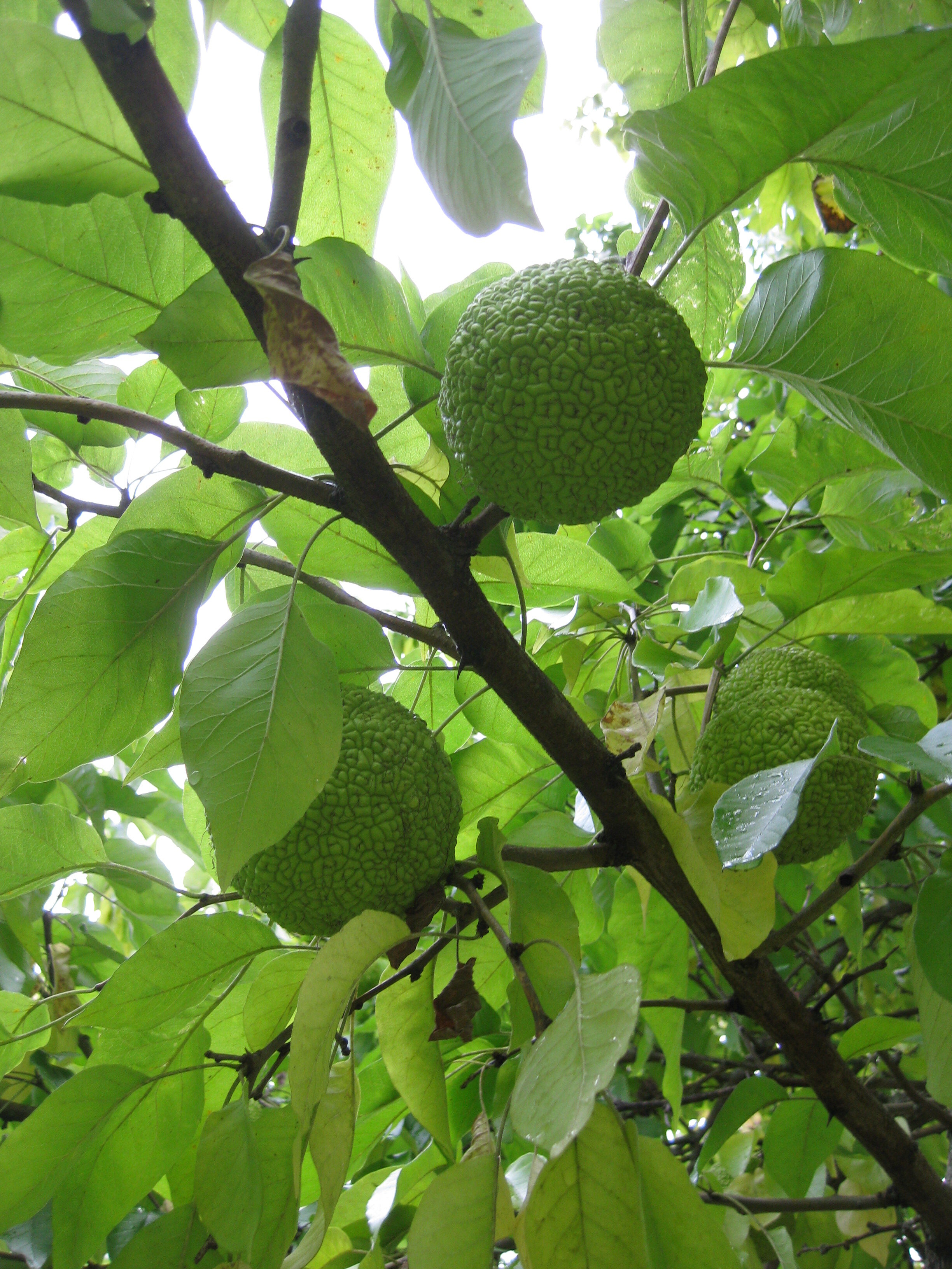 Maclura pomifera (Oct. 2013).jpg