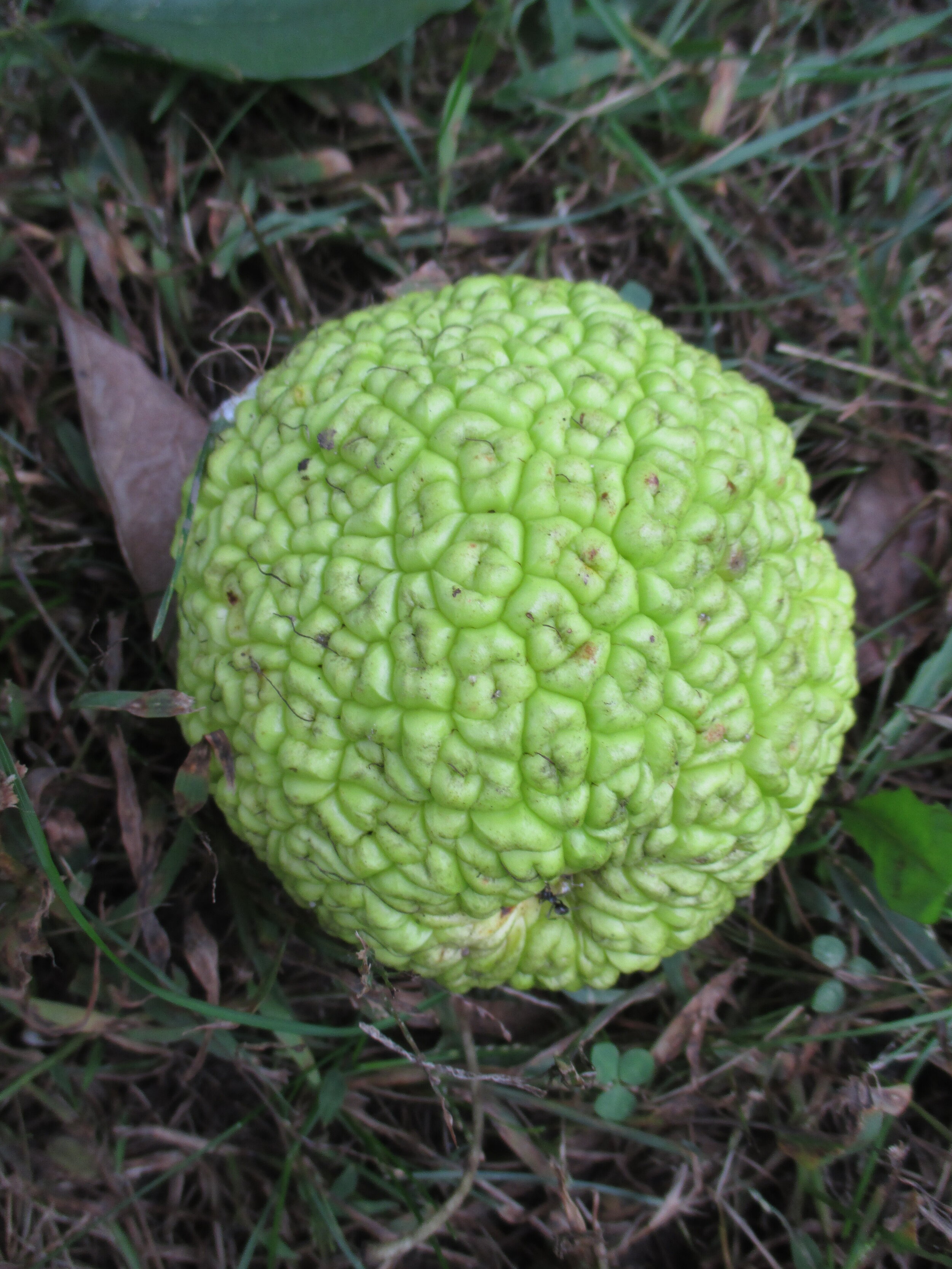 Maclura pomifera at LN 2016 (1).JPG