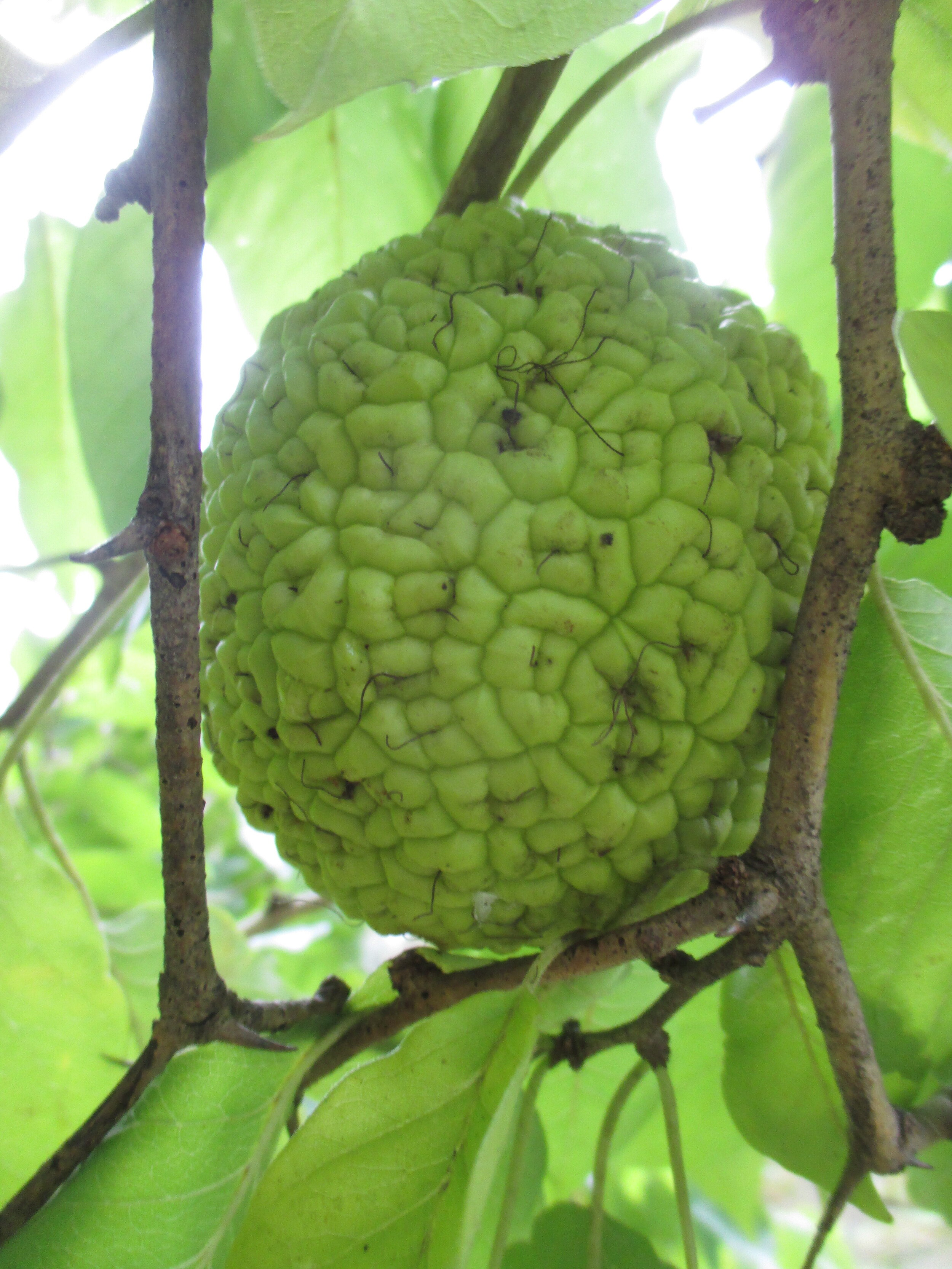 Maclura pomifera at LN 2016 (2).JPG