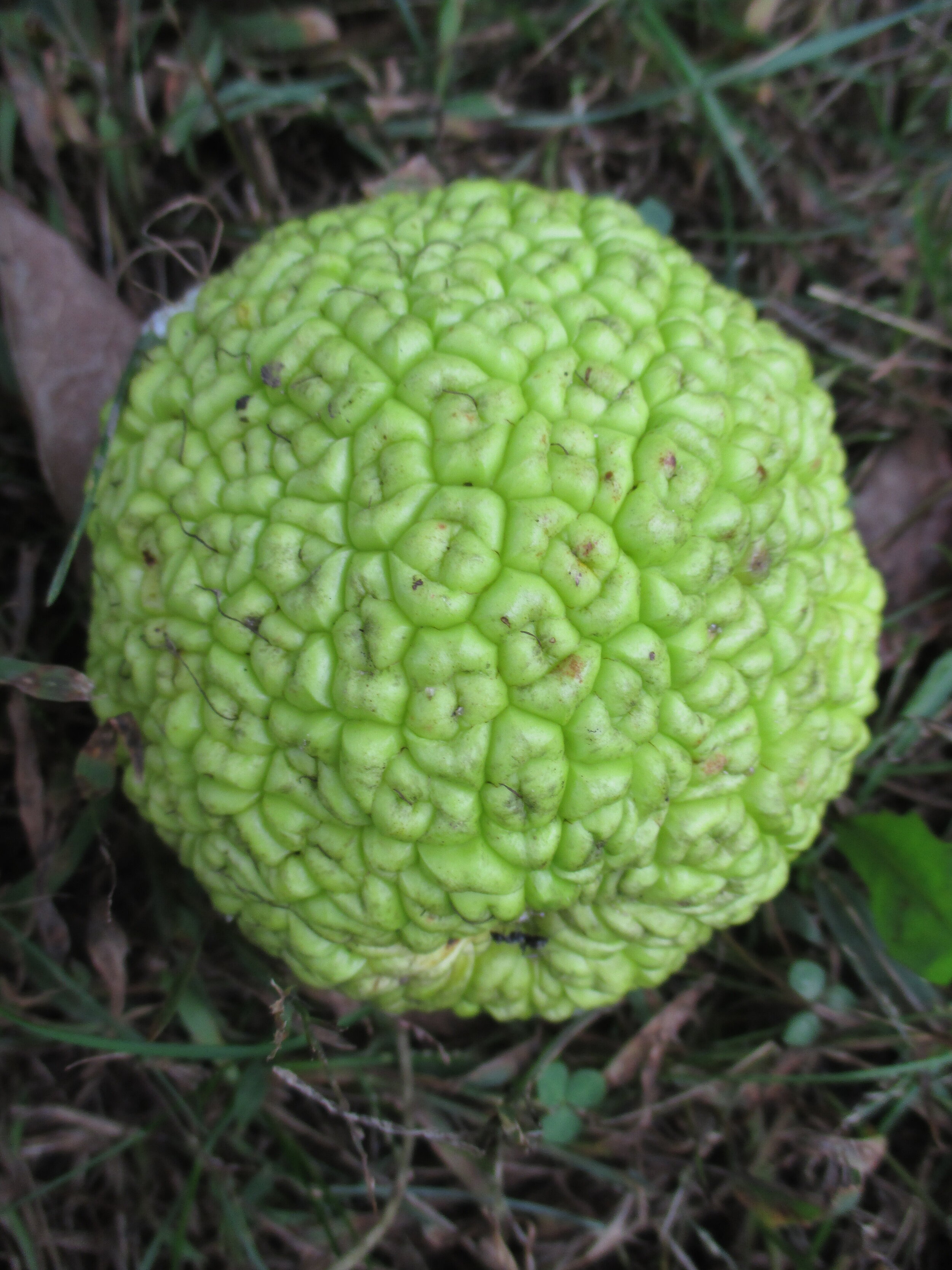 Maclura pomifera at LN 2016 (3).JPG