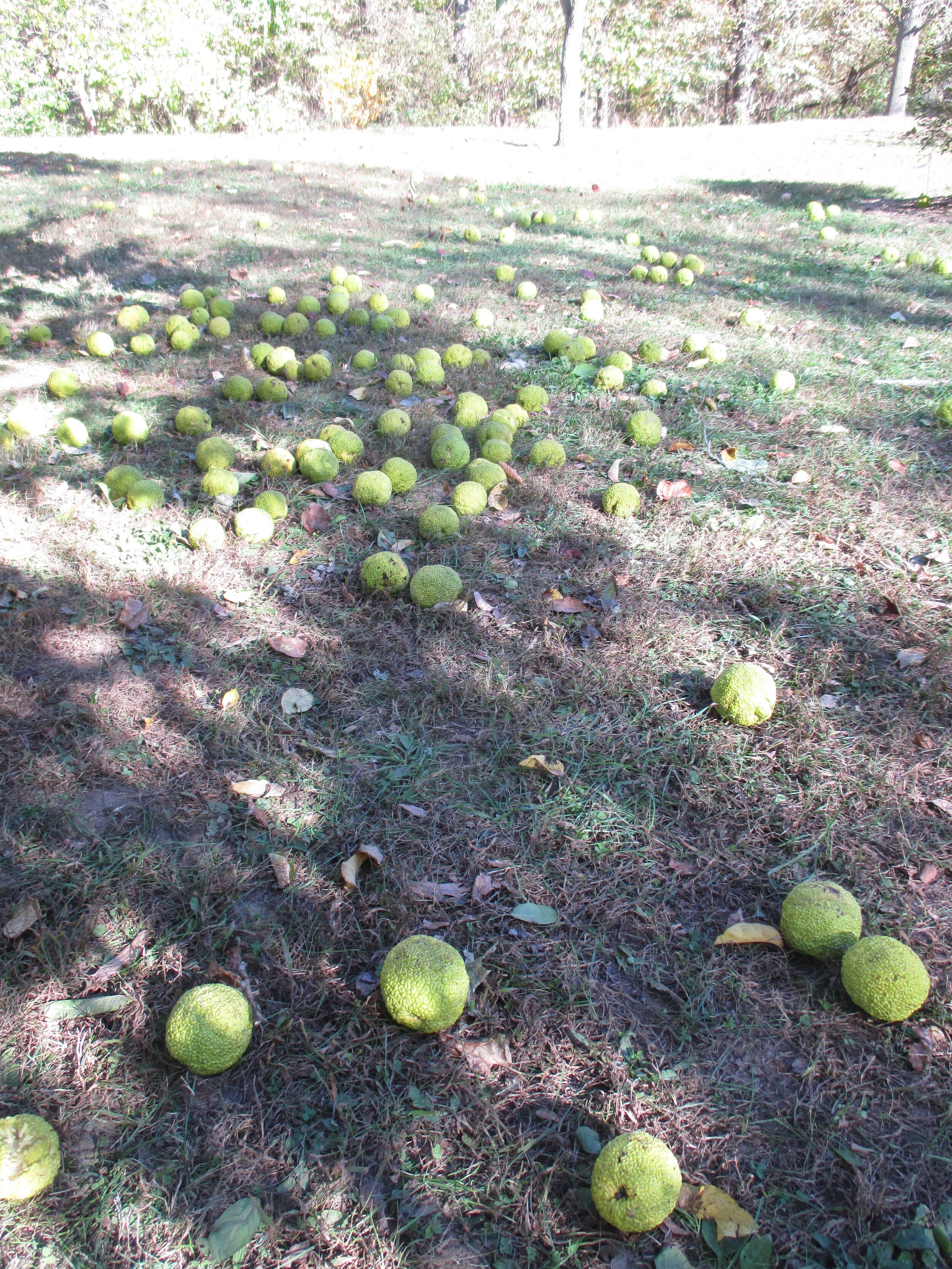 Maclura pomifera on ground LN 2016 (2).JPG