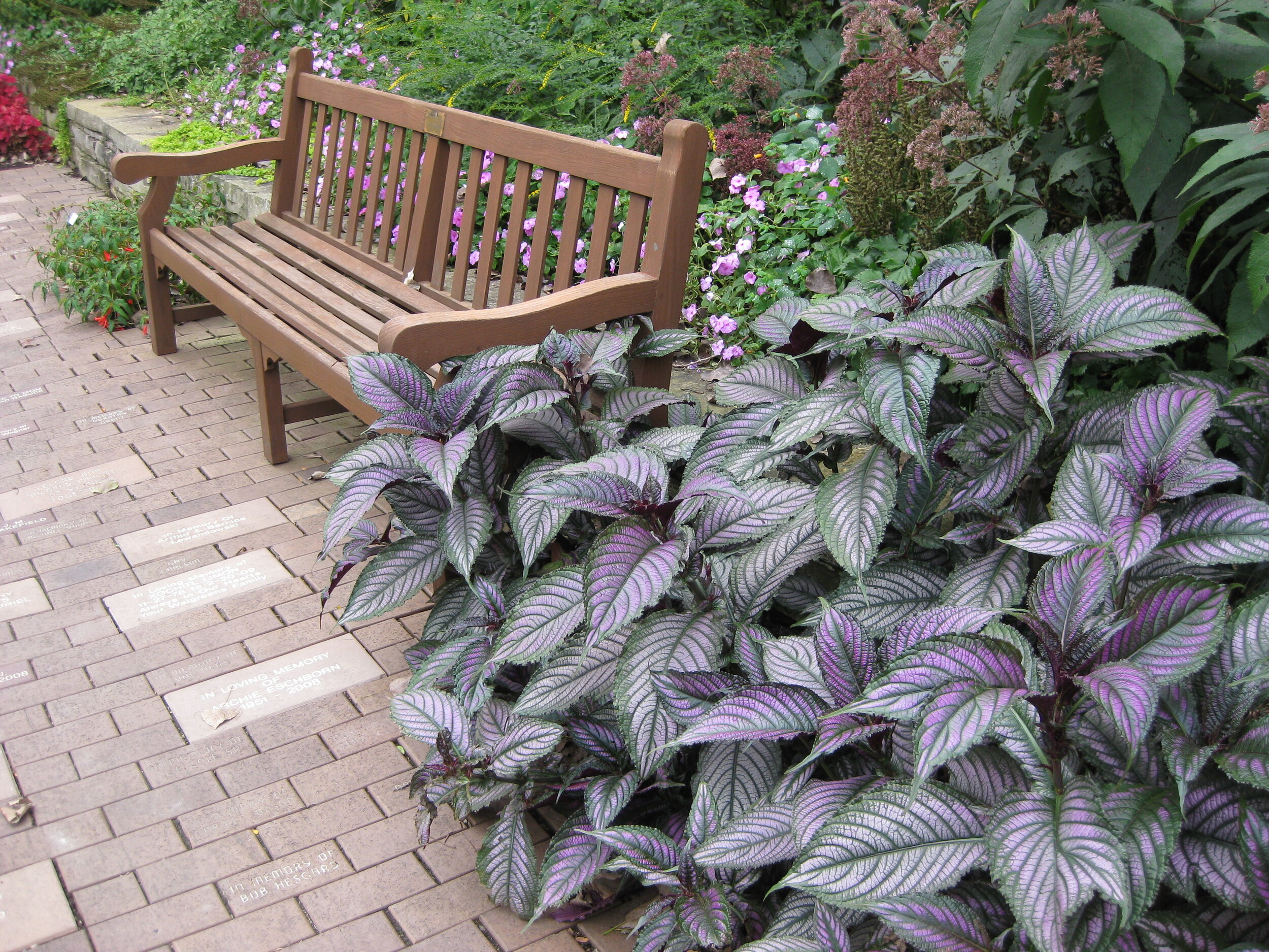 Strobilanthes dyerianus with bench in sunken RBG 2011.jpg