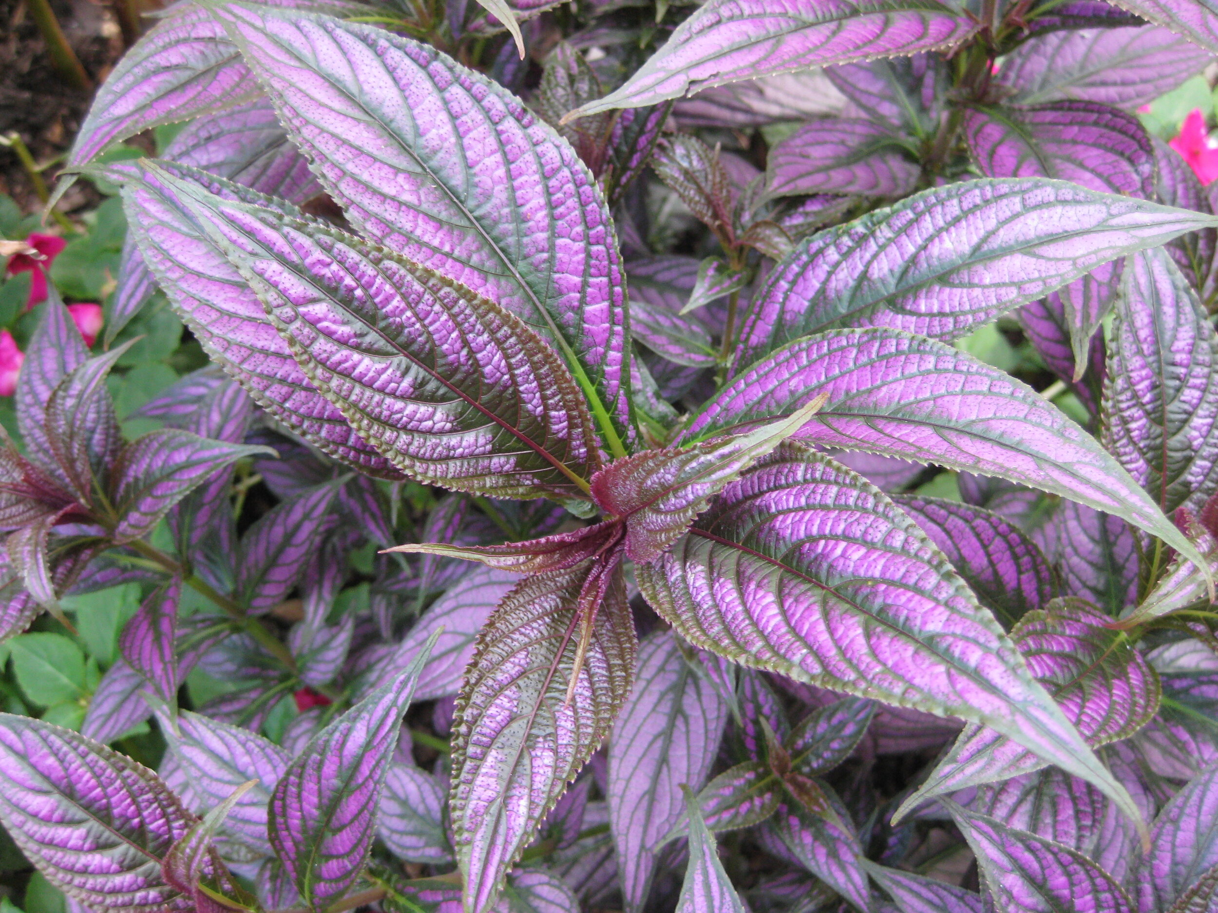 Strobilanthes dyerianus (1).JPG